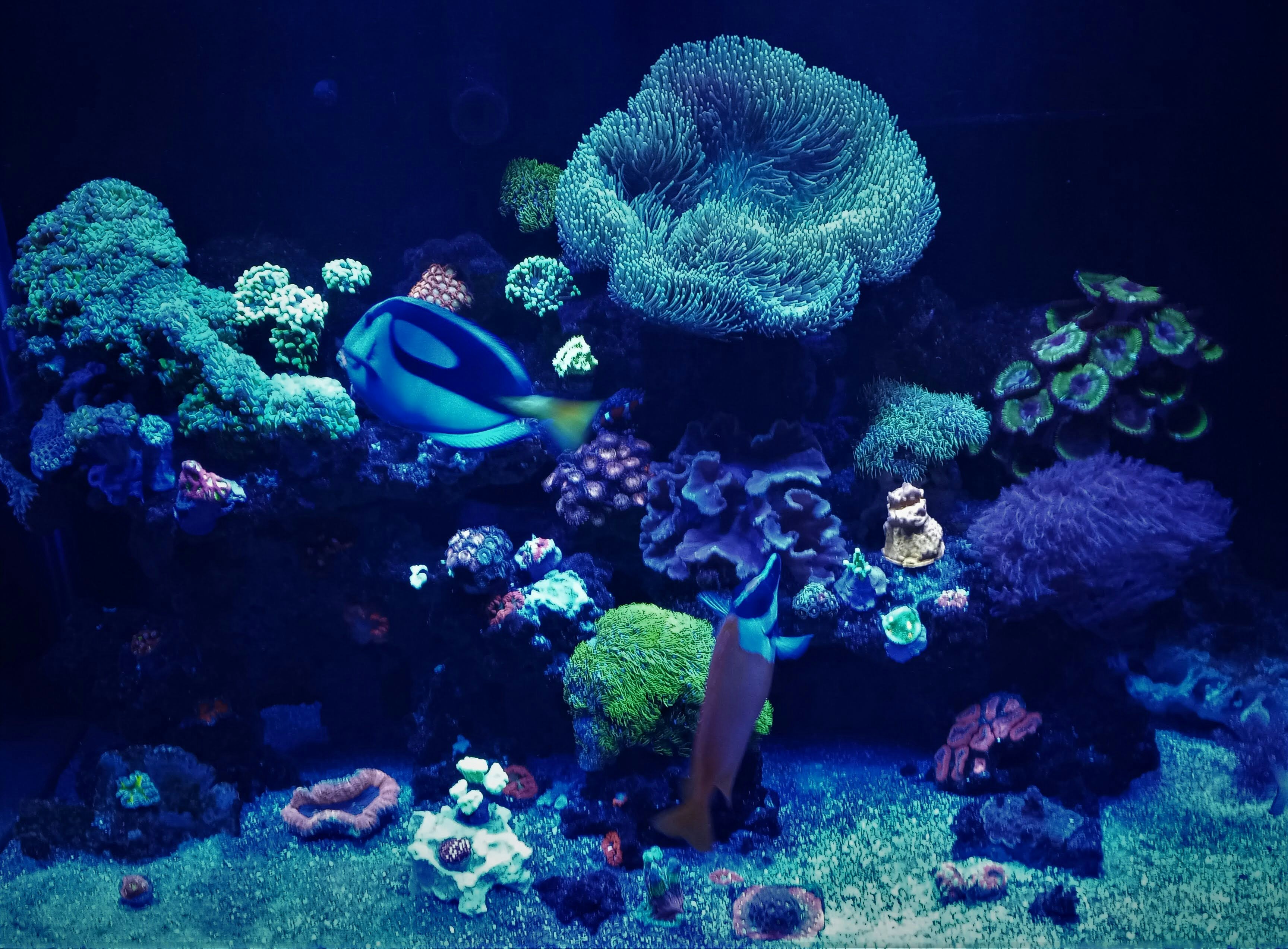 A blue tang and a foxface rabbitfish swimming among colorful corals in an aquarium