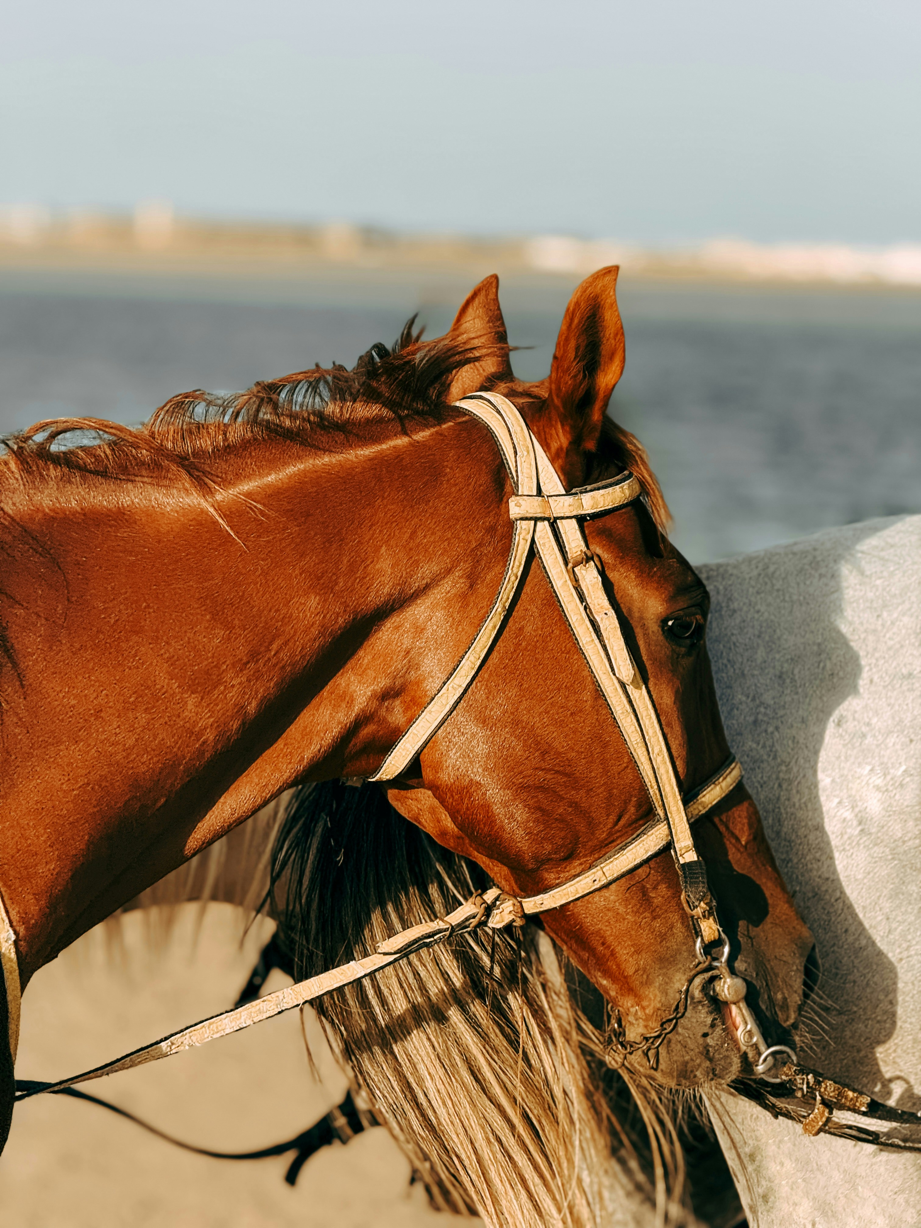 A brown horse wearing a bridle beside a white horse on a beach