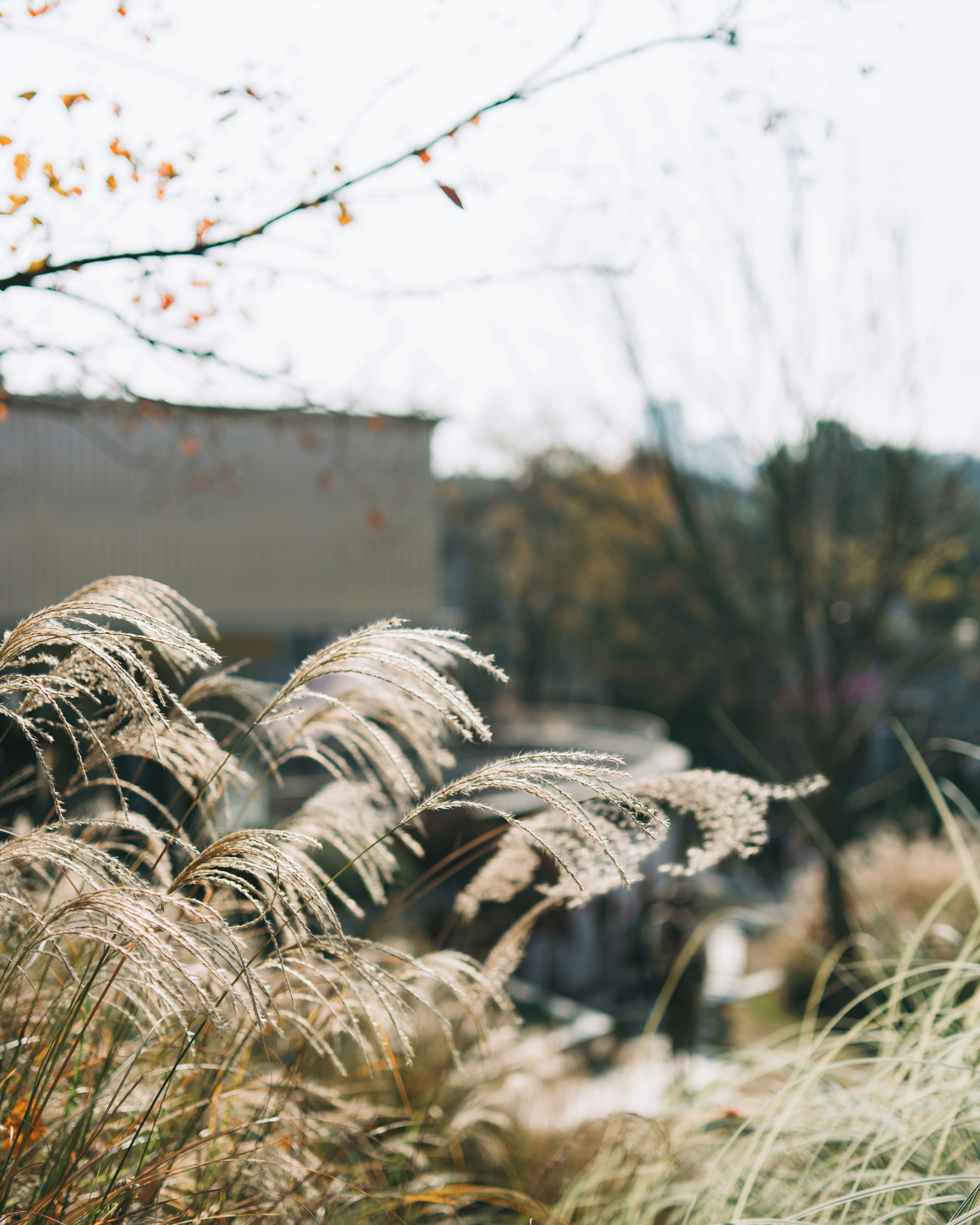 Feathery stalks of ornamental grass backlit by soft sunlight in an autumn garden