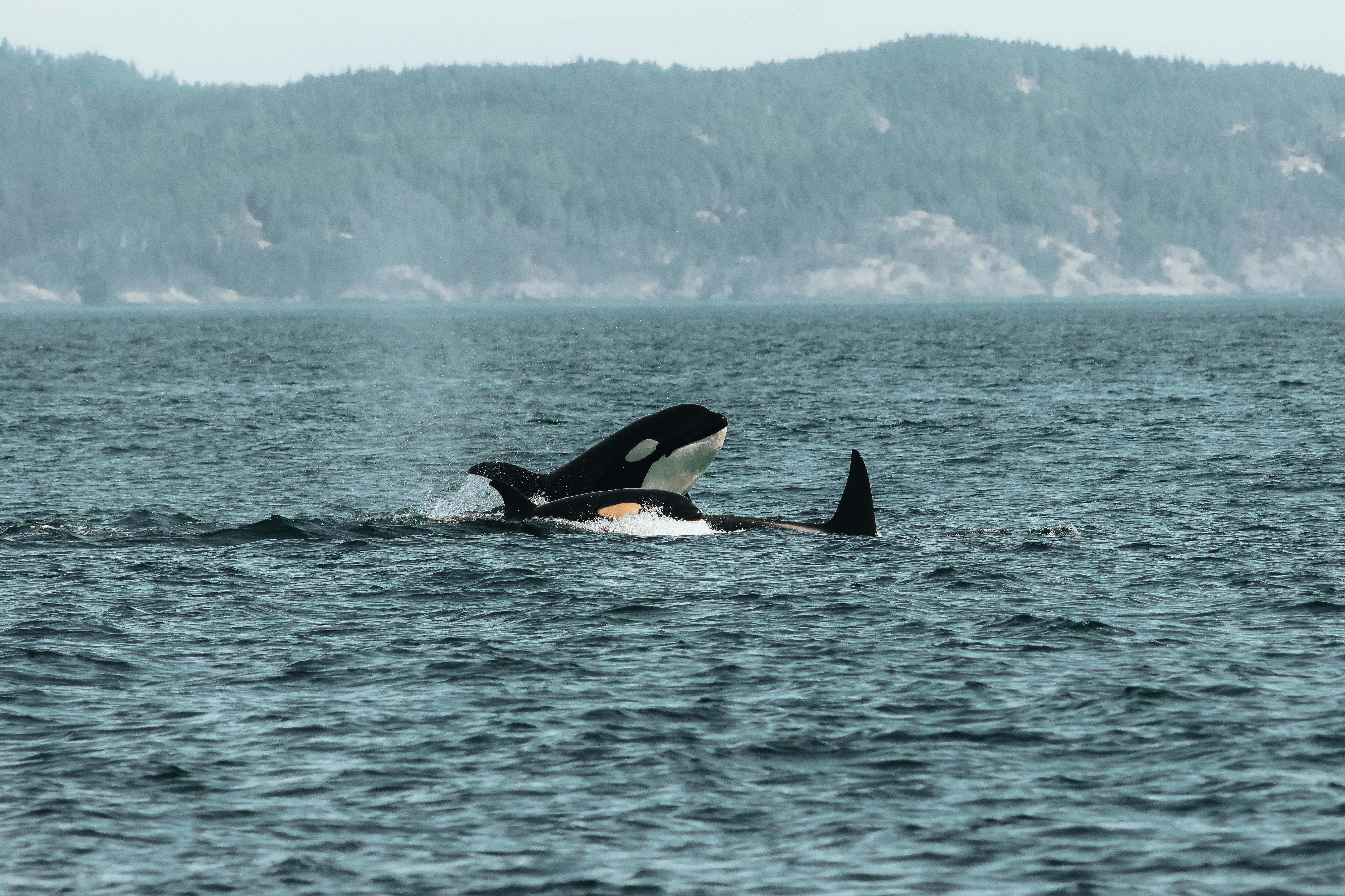 Two orcas swimming along a forested coastline