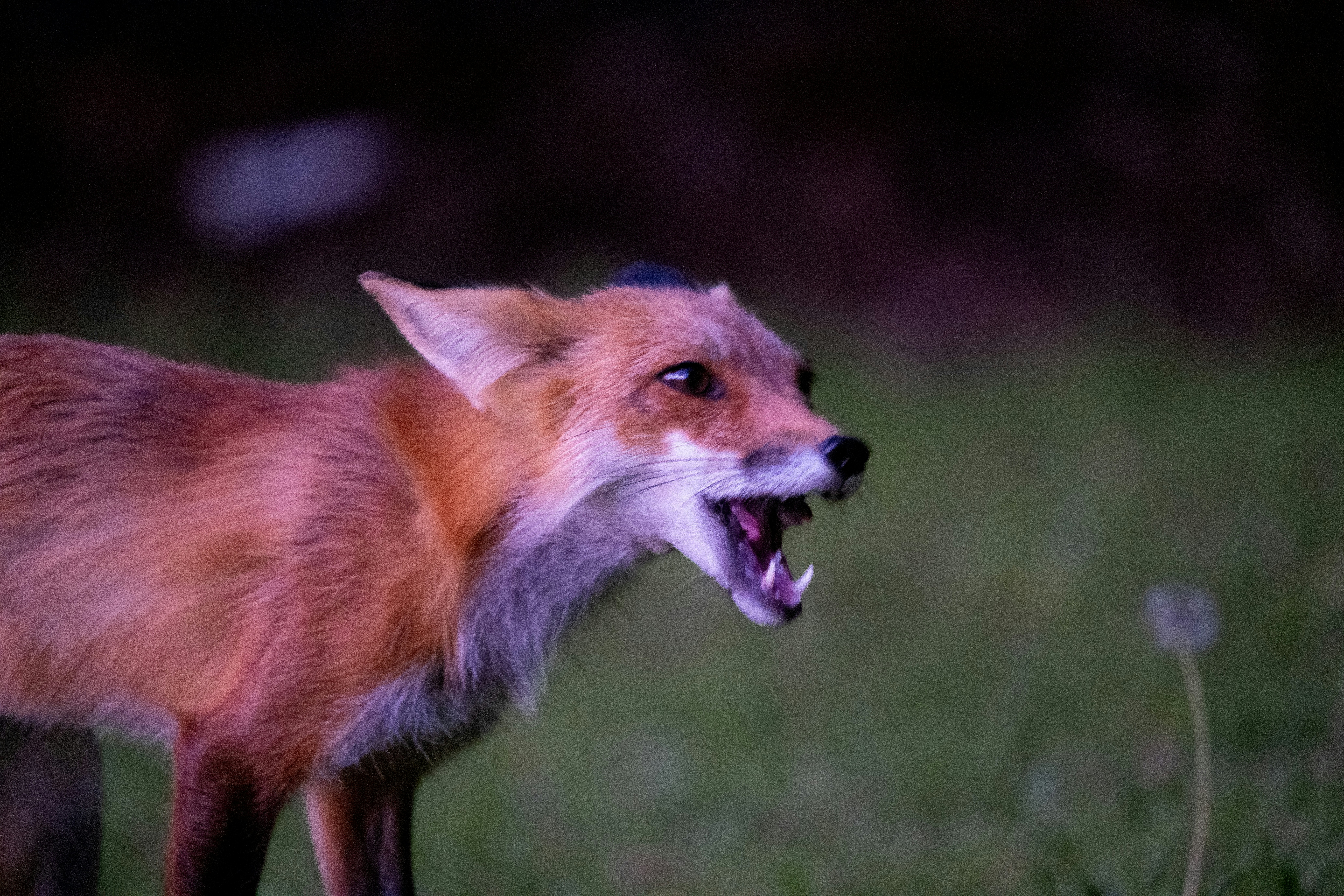 A red fox with an open mouth showing teeth on a dark lawn