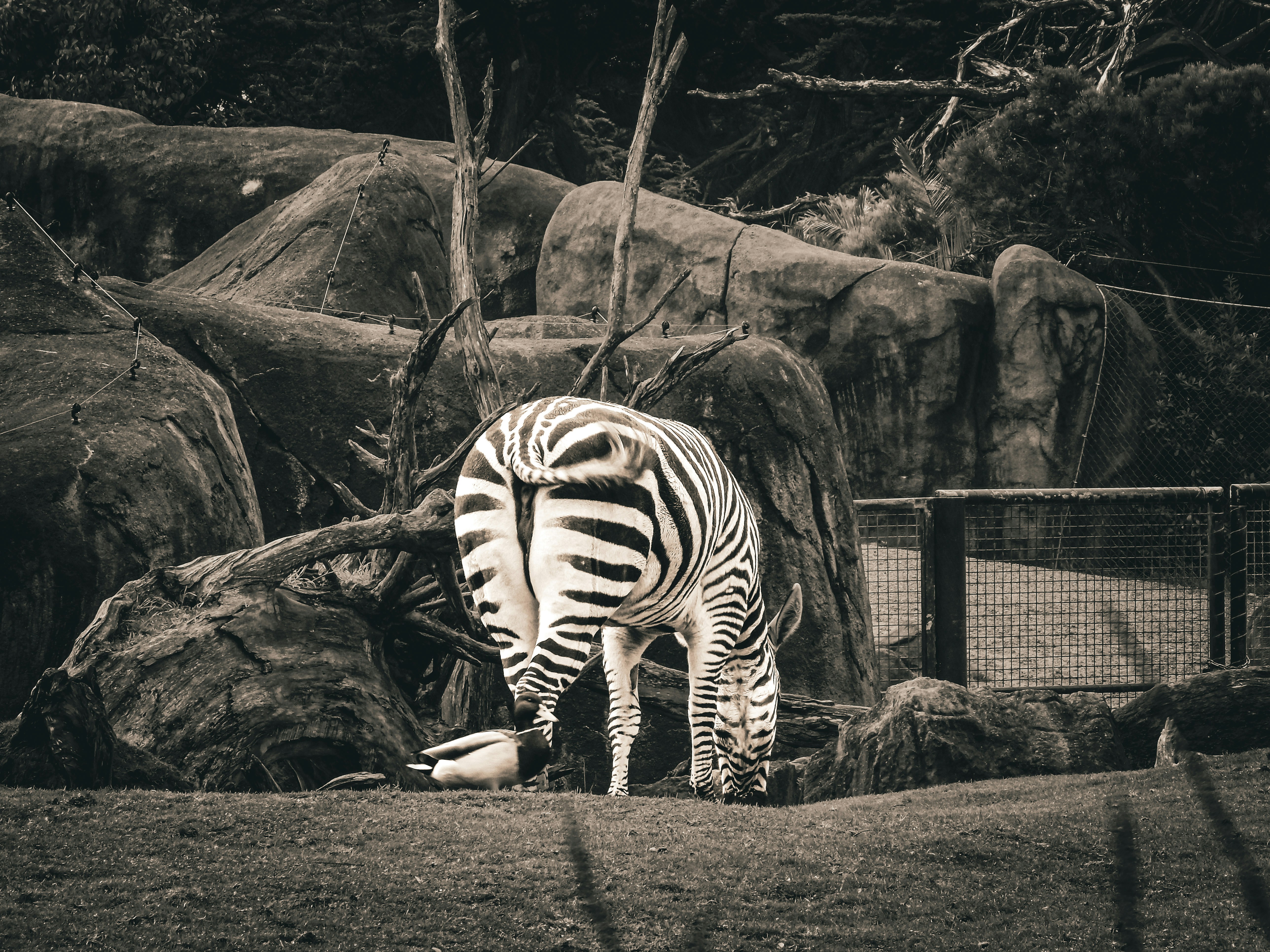 A zebra grazing on grass near large rocks and a wire fence