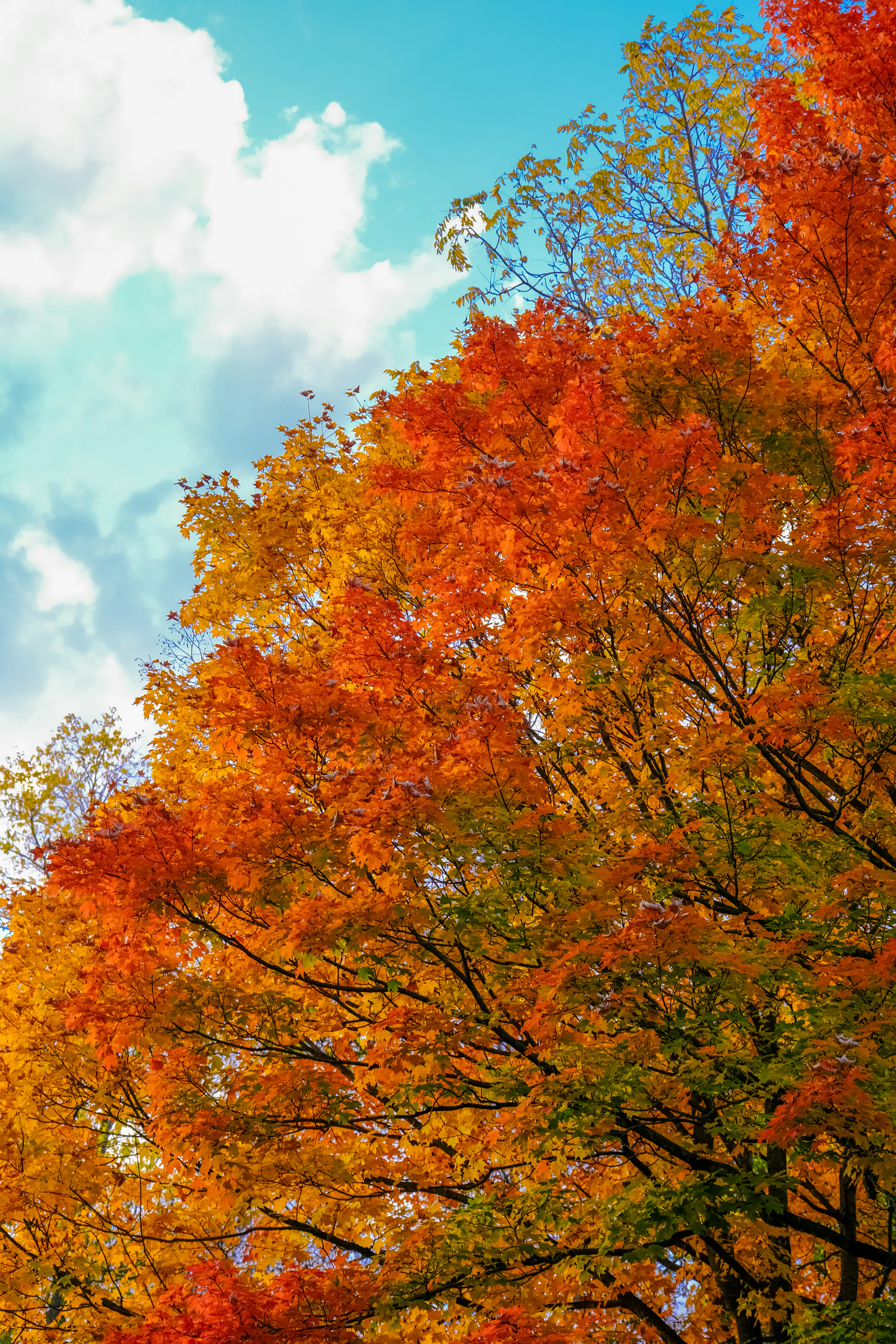 A vibrant maple tree with orange and red autumn leaves against a blue sky