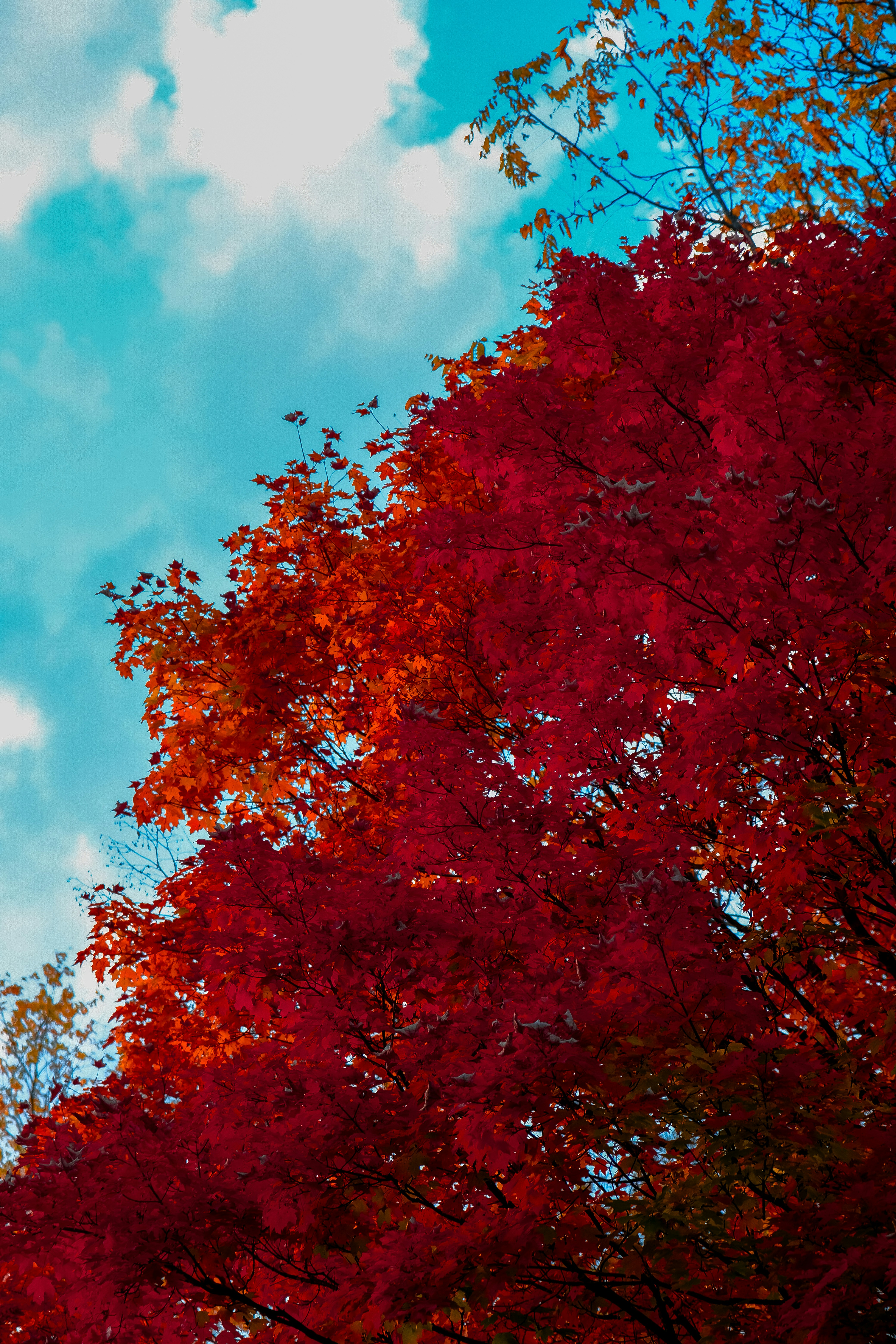 Vibrant red maple leaves against a bright blue sky with white clouds
