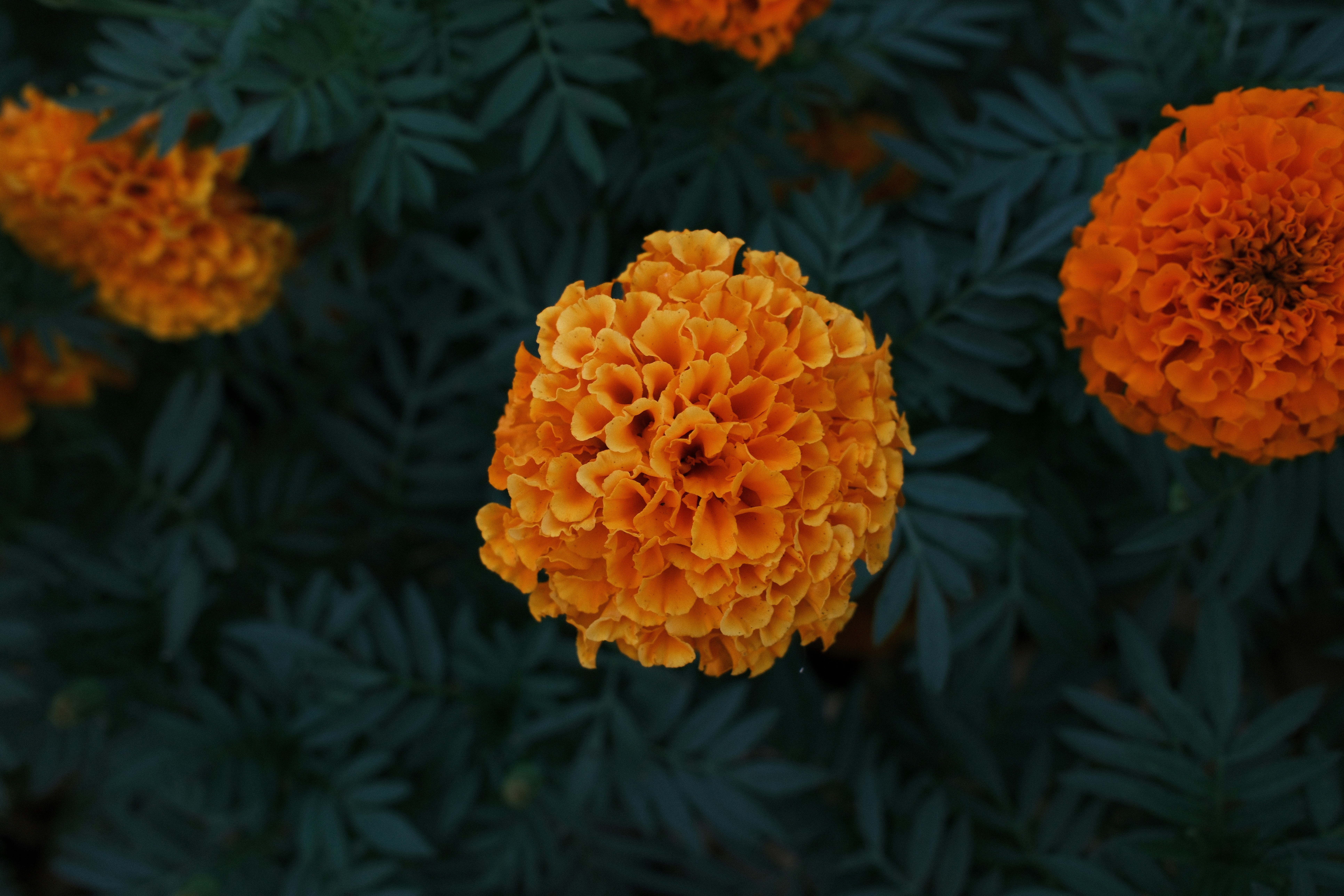 Eine leuchtend orangefarbene Ringelblume, umgeben von dunkelgrünem, federartigem Laub
