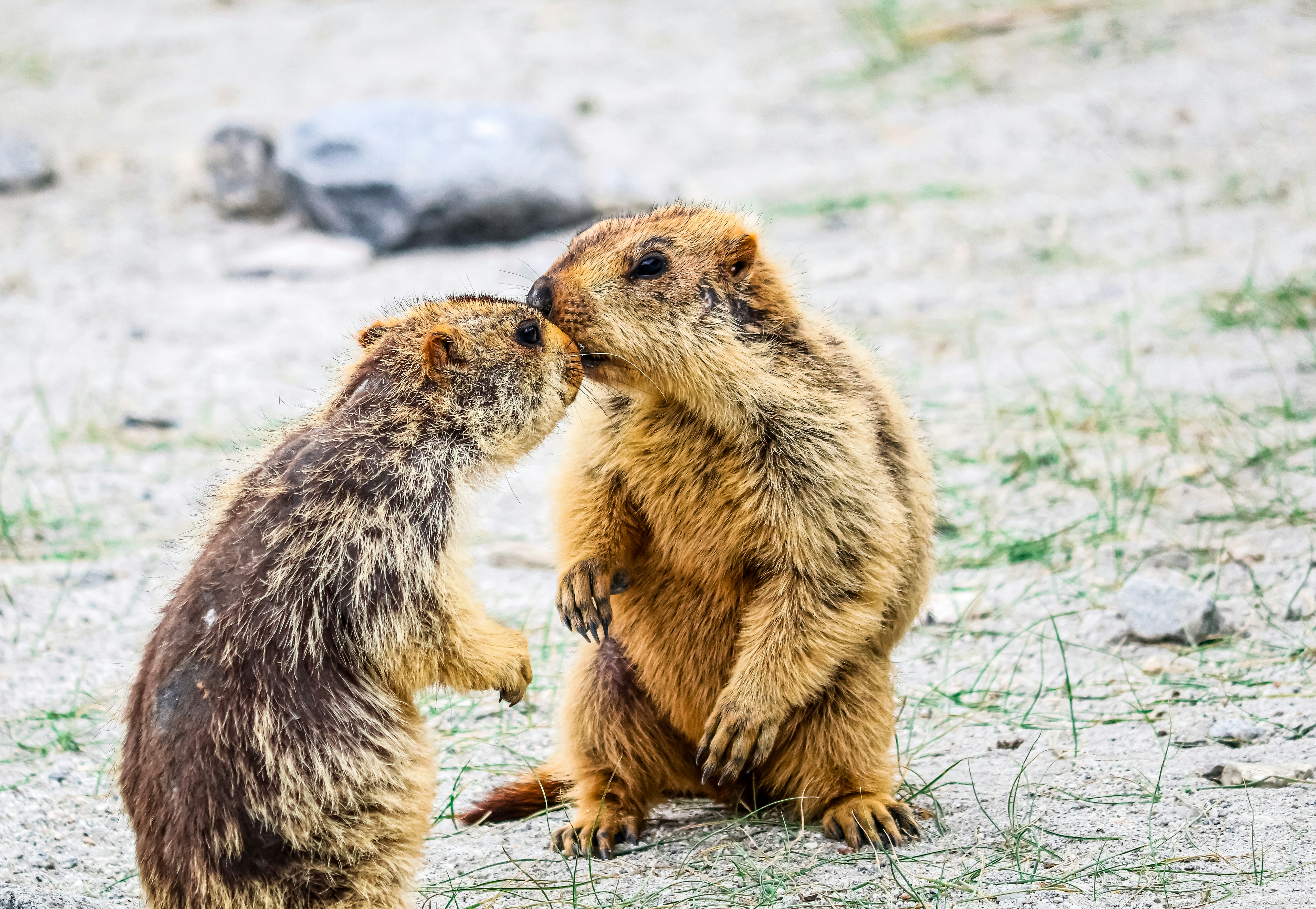 Two Himalayan marmots touching noses on a rocky, sparse landscape