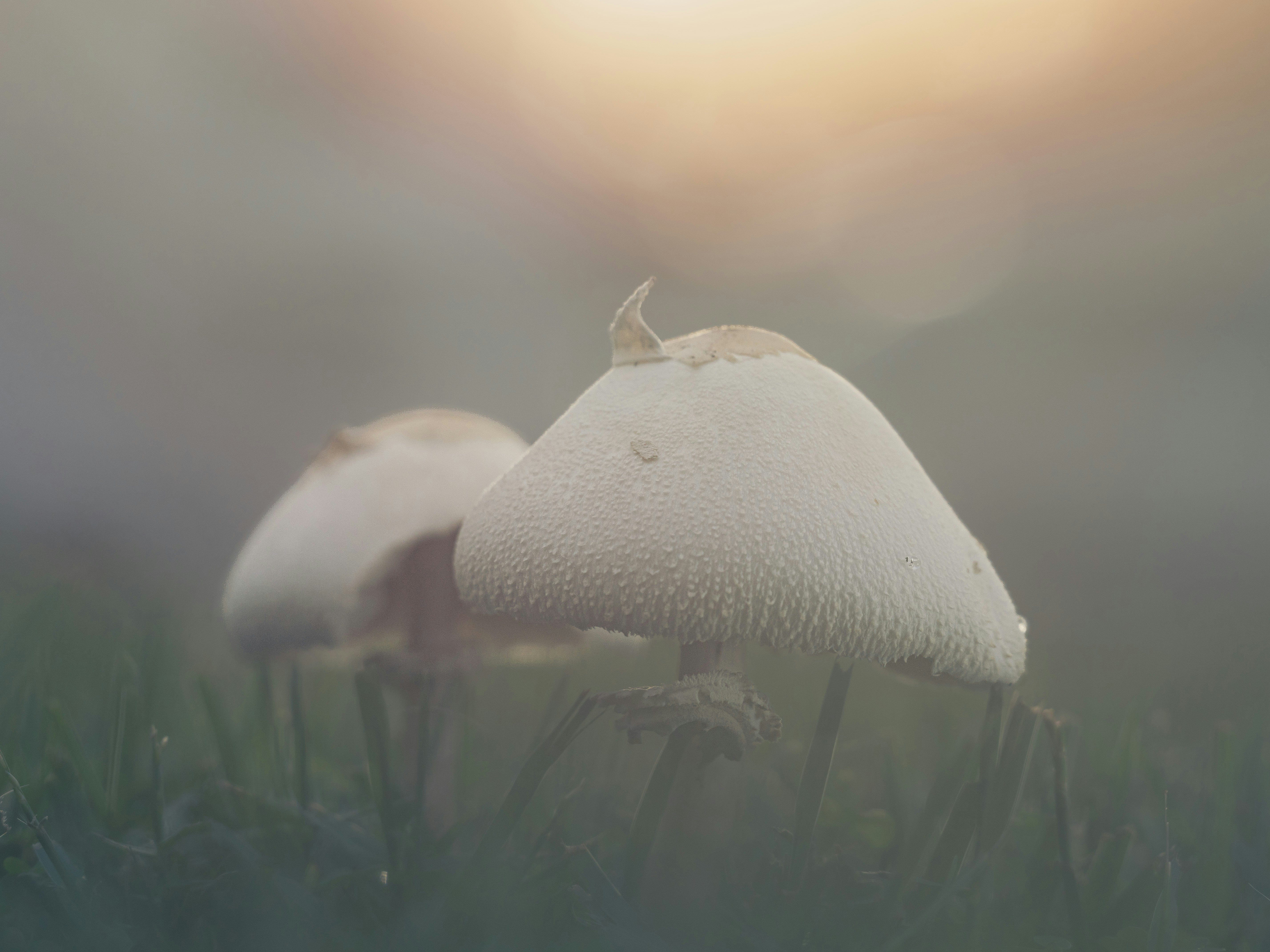 Two white mushrooms in green grass during a misty morning with soft light