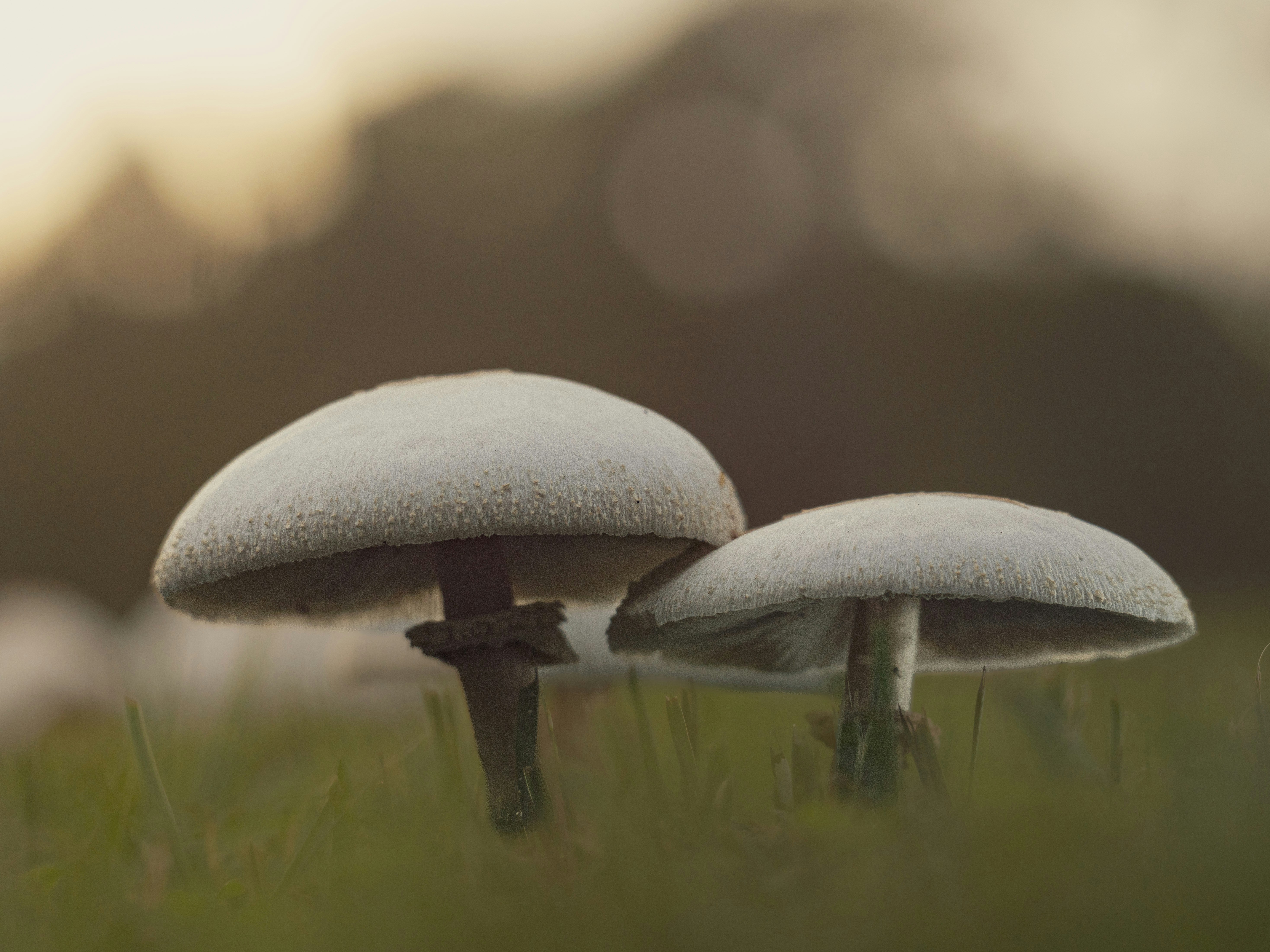 Two white mushrooms growing in green grass under a soft golden light