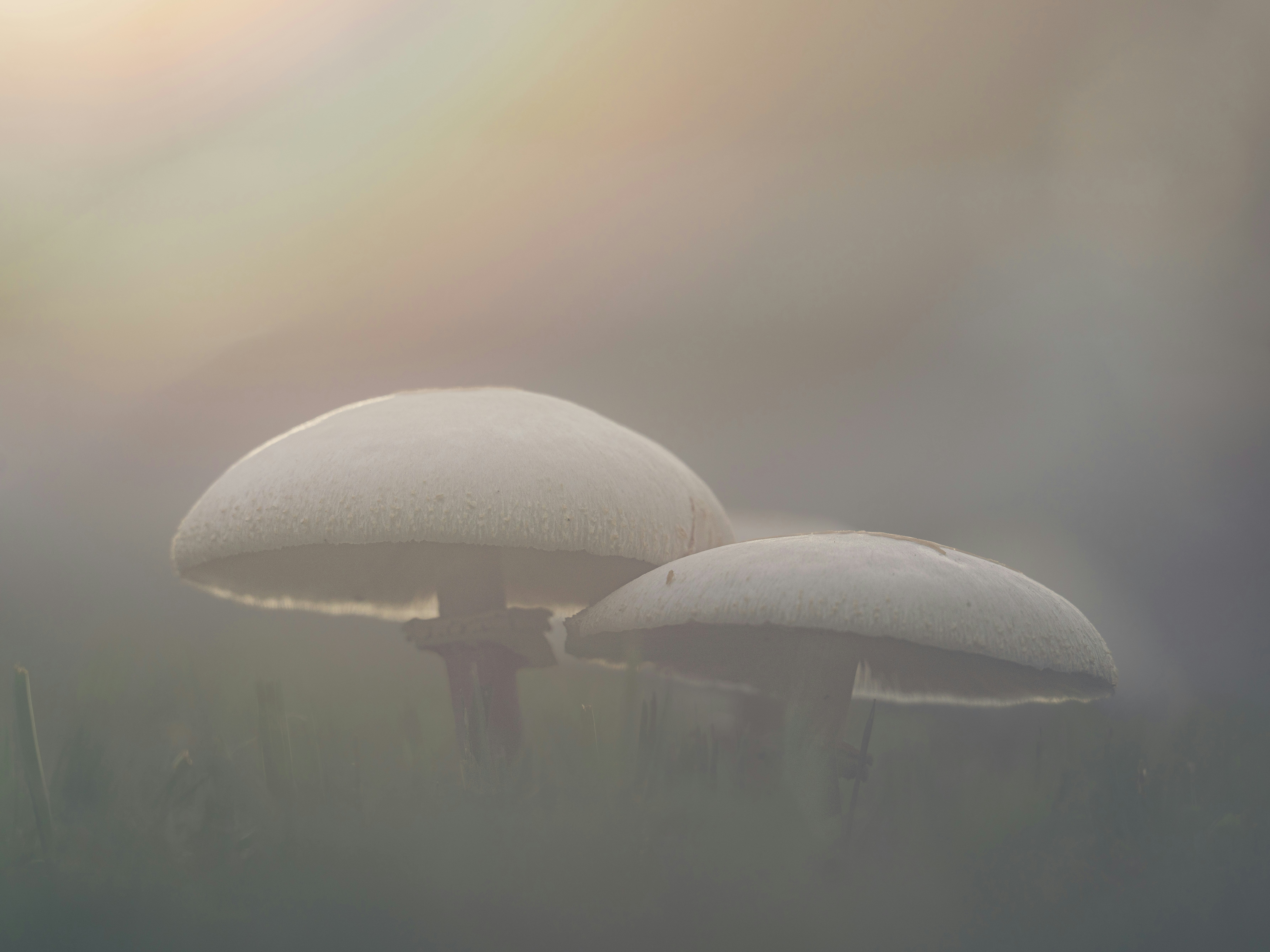 Two white mushrooms in a misty field during the golden hour