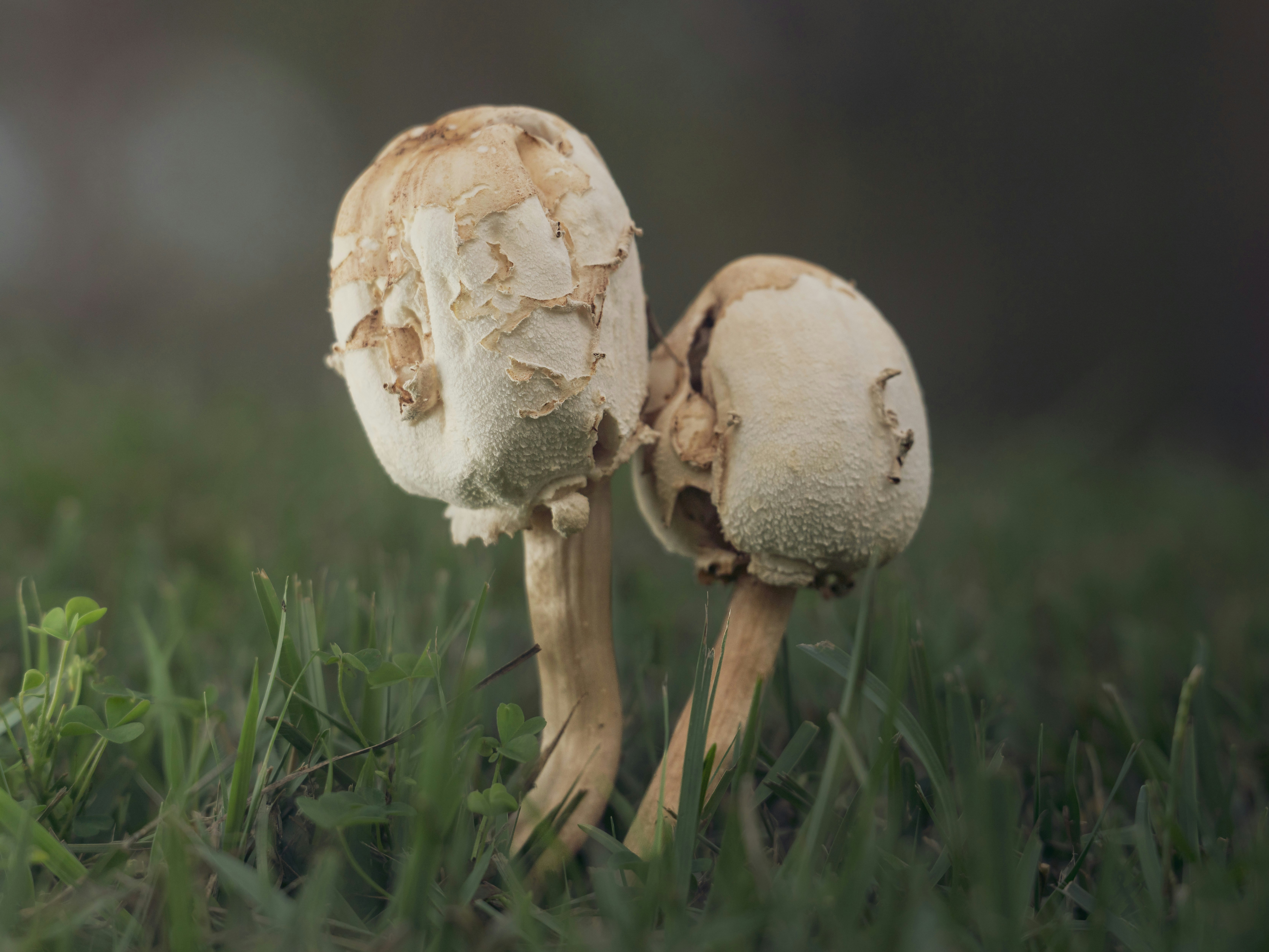 Two shaggy ink cap mushrooms growing in green grass