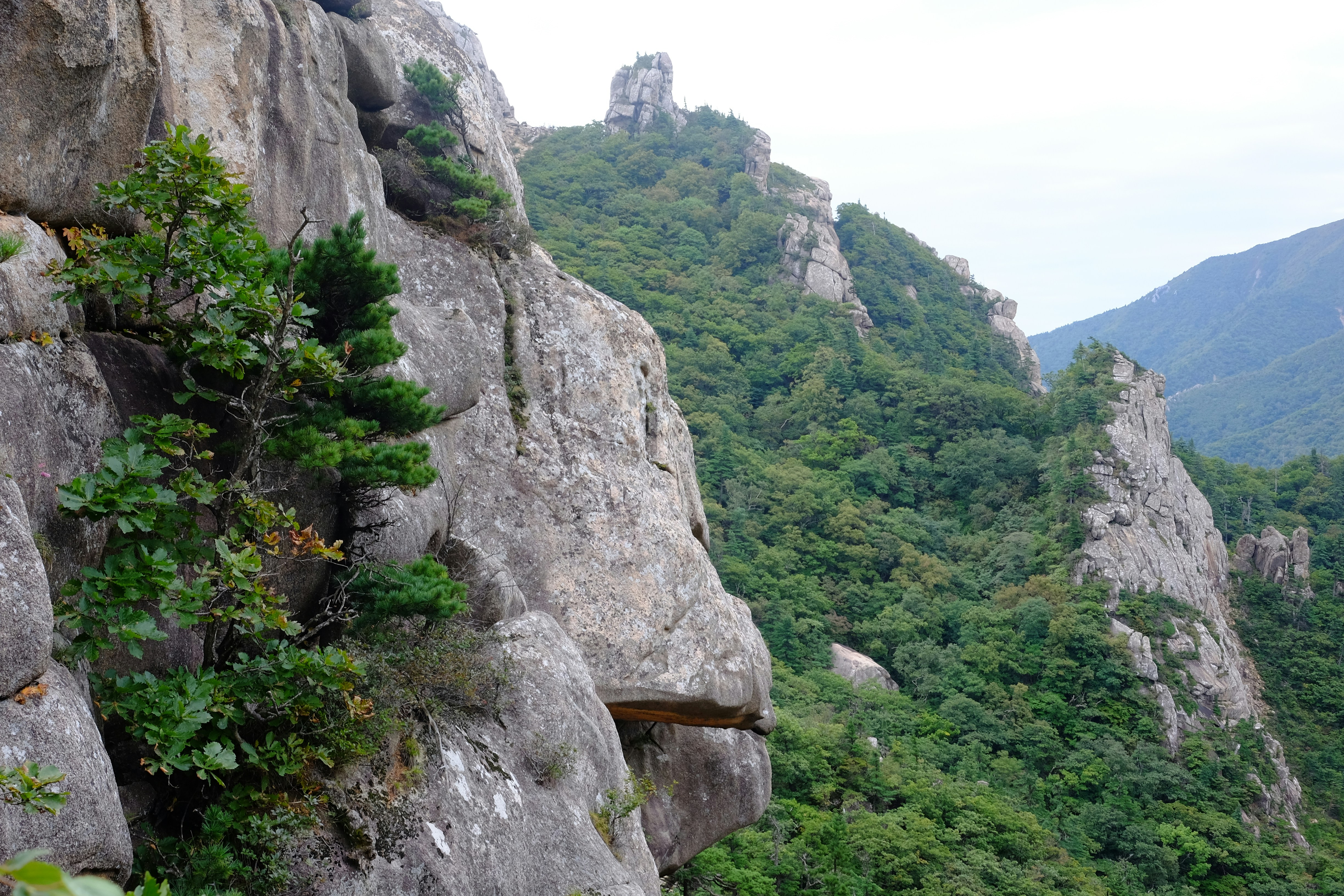 A small pine tree growing from a steep rocky cliff face in a forest
