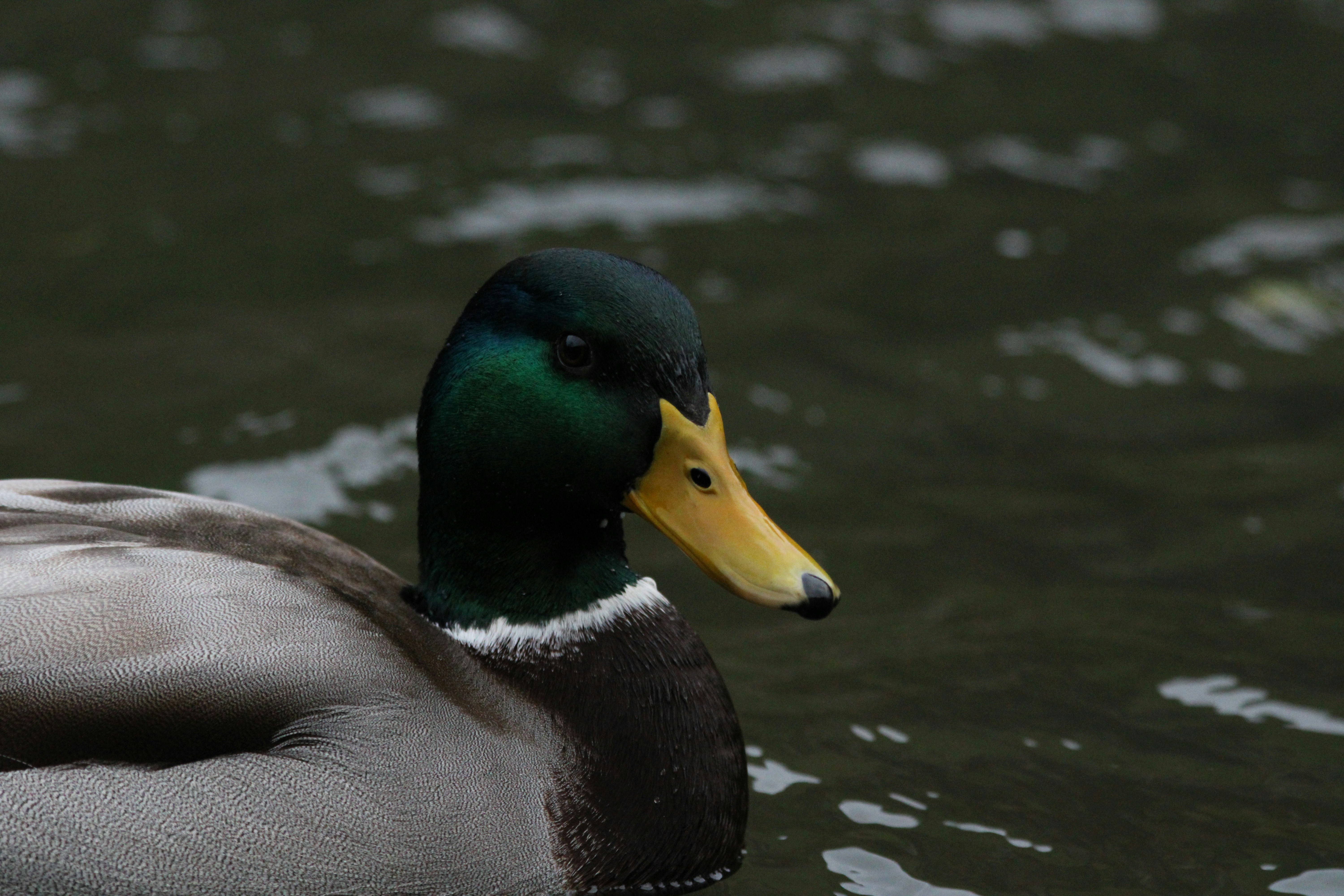 Male mallard duck on water - Free Photo on Unsplash