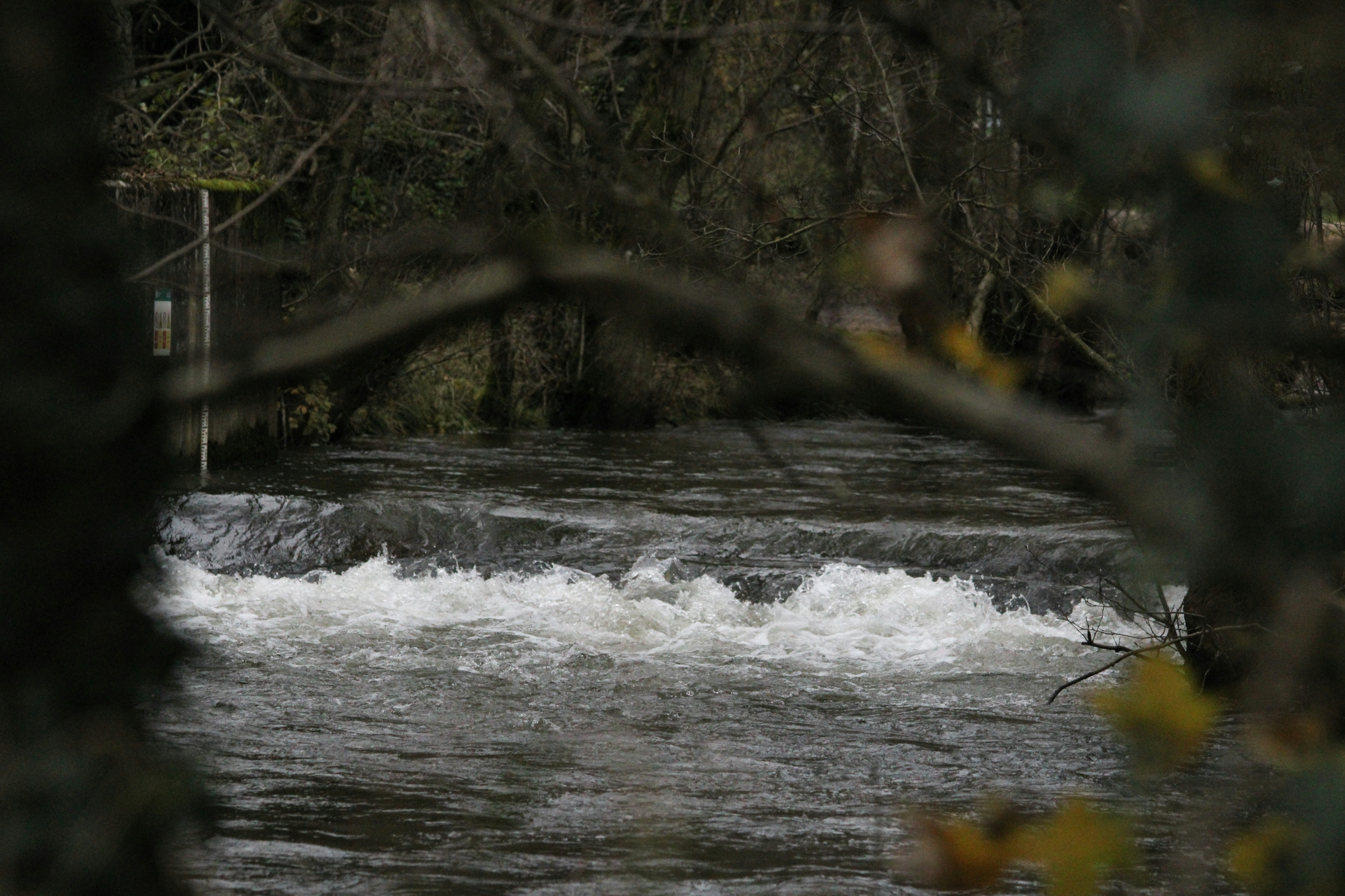 Un río de corriente rápida con rápidos de aguas blancas enmarcado por ramas oscuras de árboles