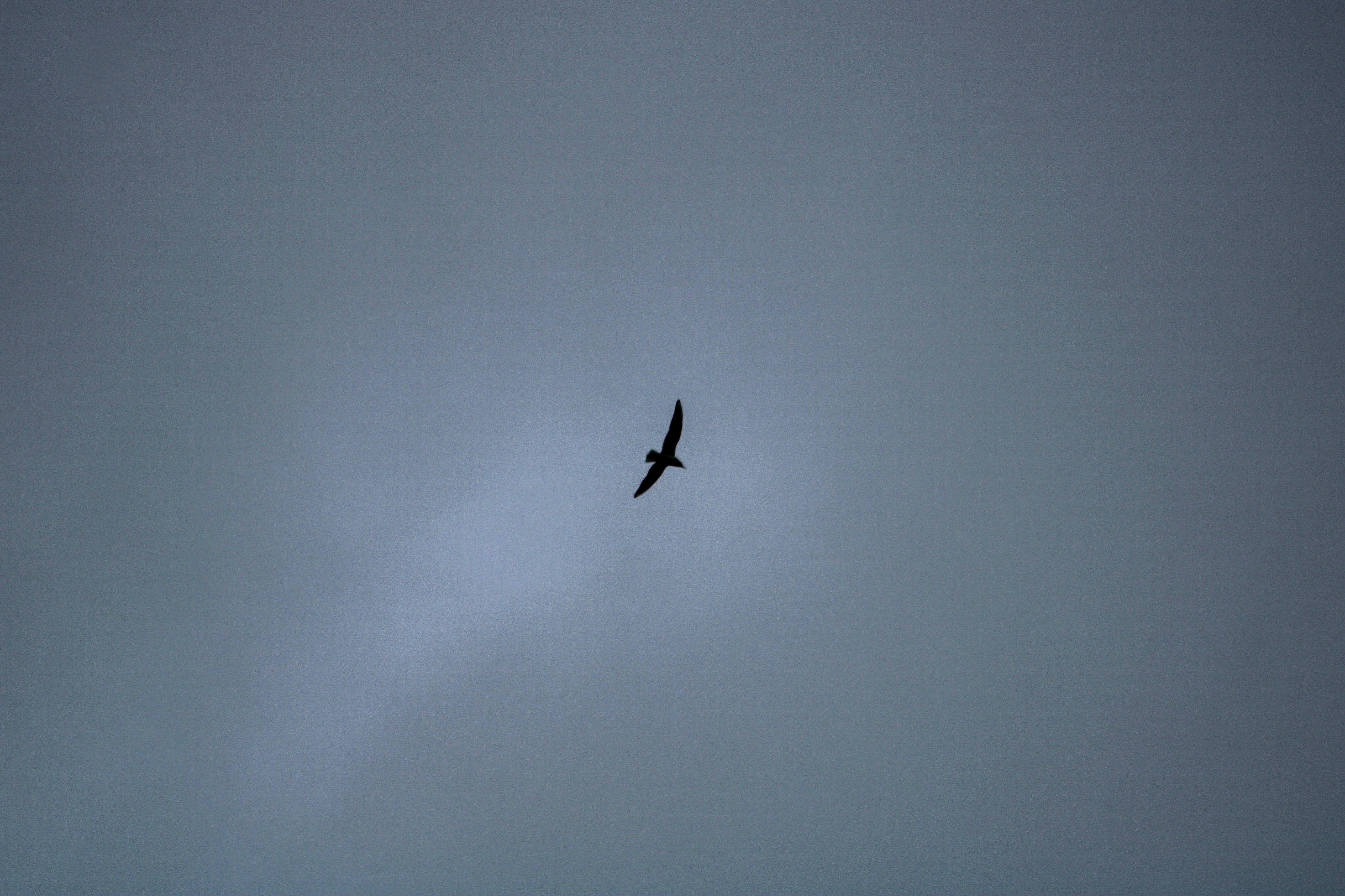 Un pájaro en silueta volando contra un cielo gris y nublado
