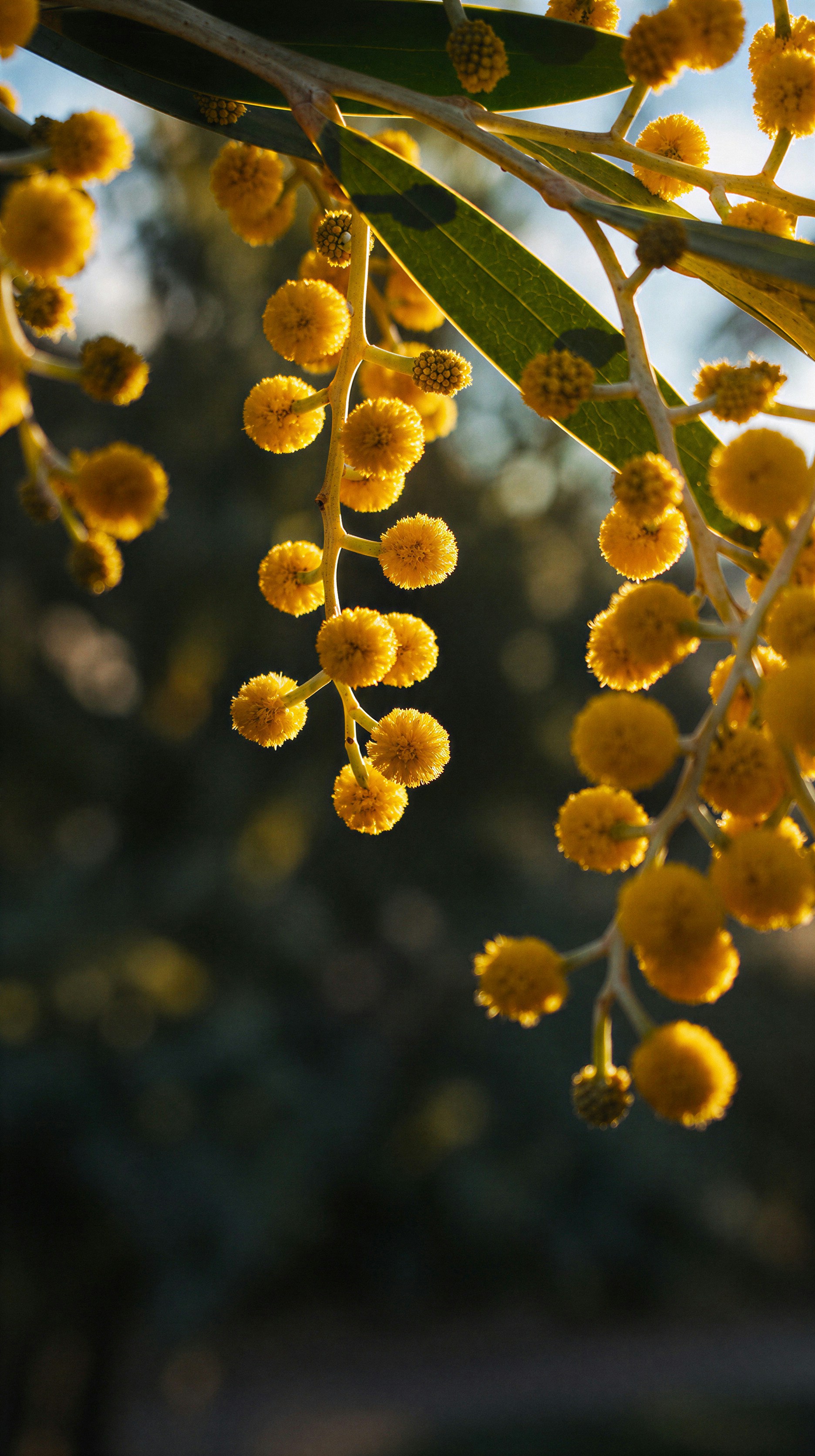 Bright yellow mimosa flowers hanging from a branch in warm golden light