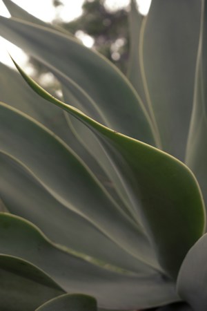 Close-up of thick green agave leaves with yellow edges, a drought-tolerant plant that fits a Southern Nevada water smart landscape