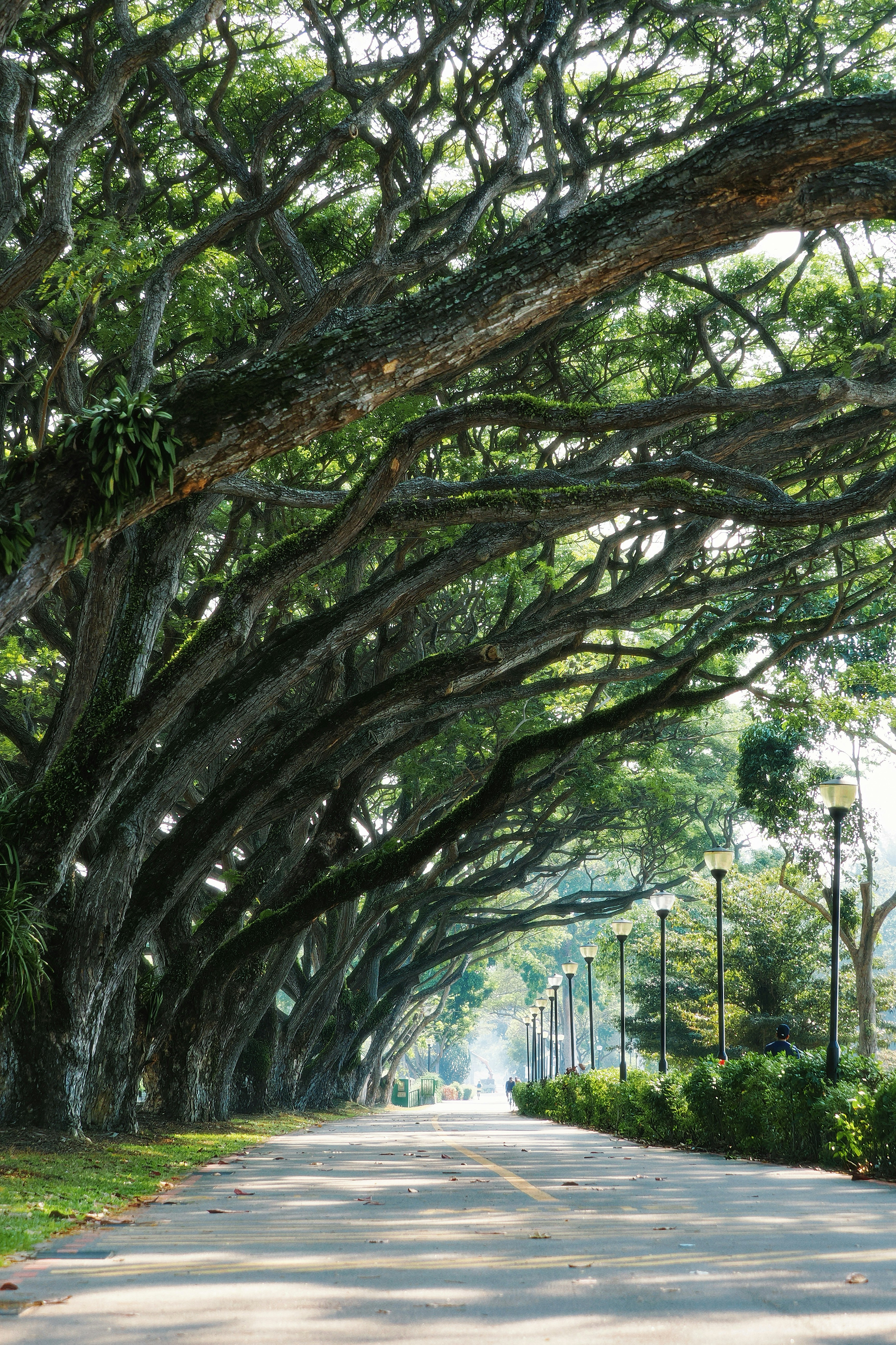A paved path lined with large mossy trees forming a canopy overhead