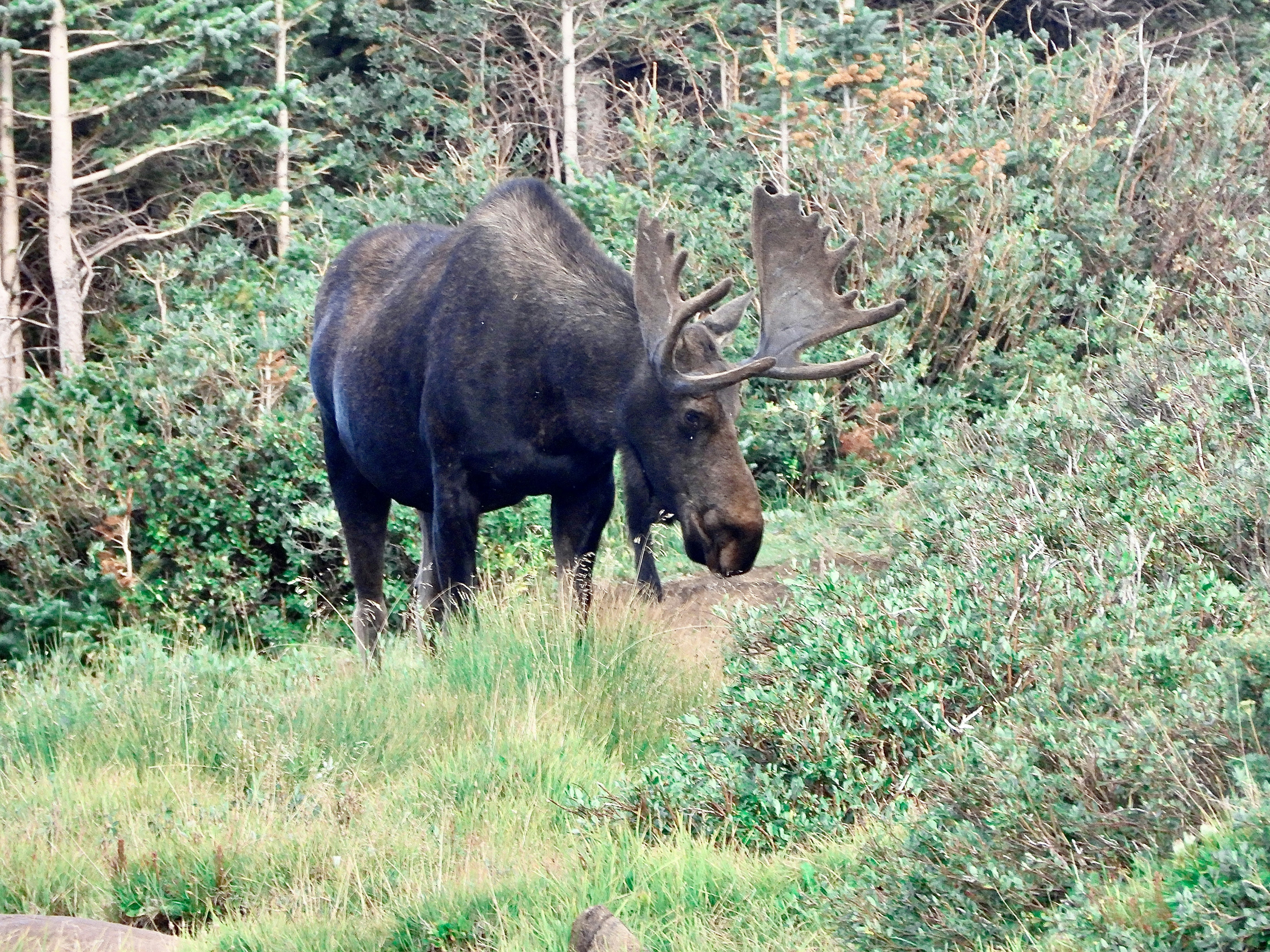 A large bull moose with antlers in a green forest clearing