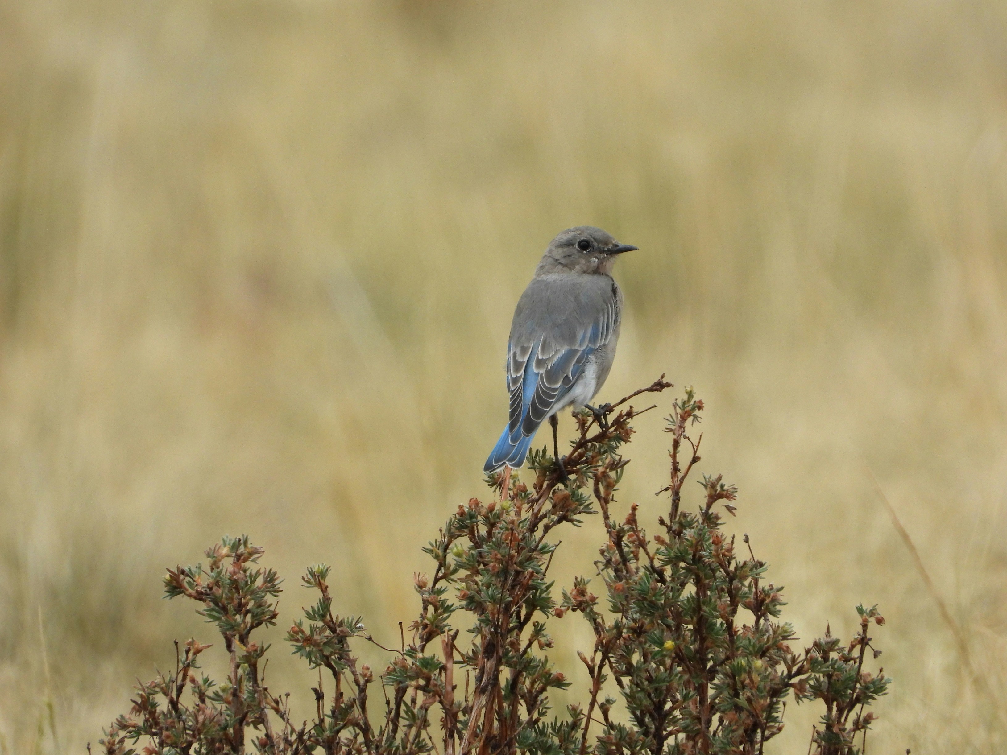 A mountain bluebird with grey and blue feathers perched on a small shrub