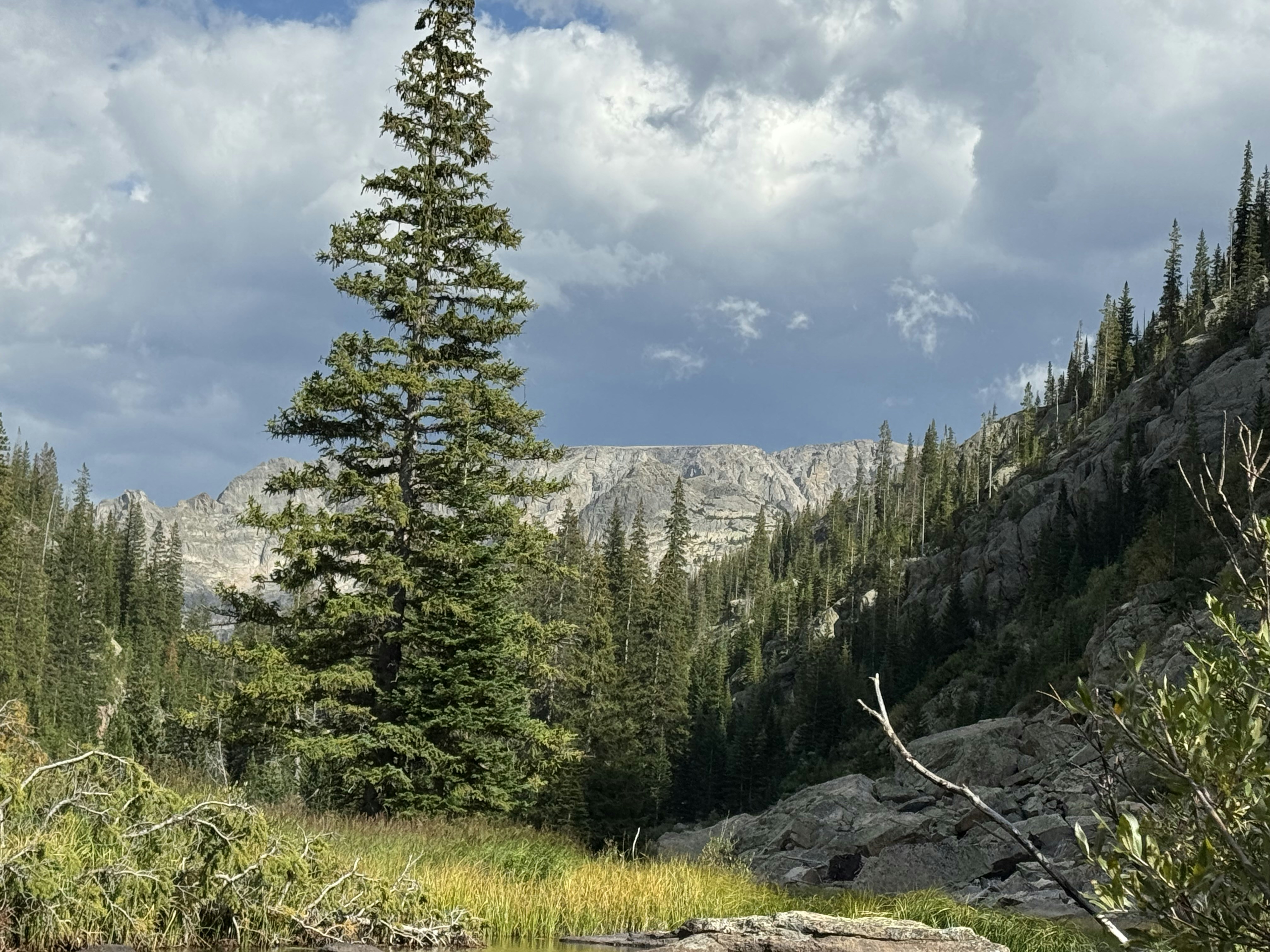 A tall evergreen tree in a mountain valley under a cloudy sky