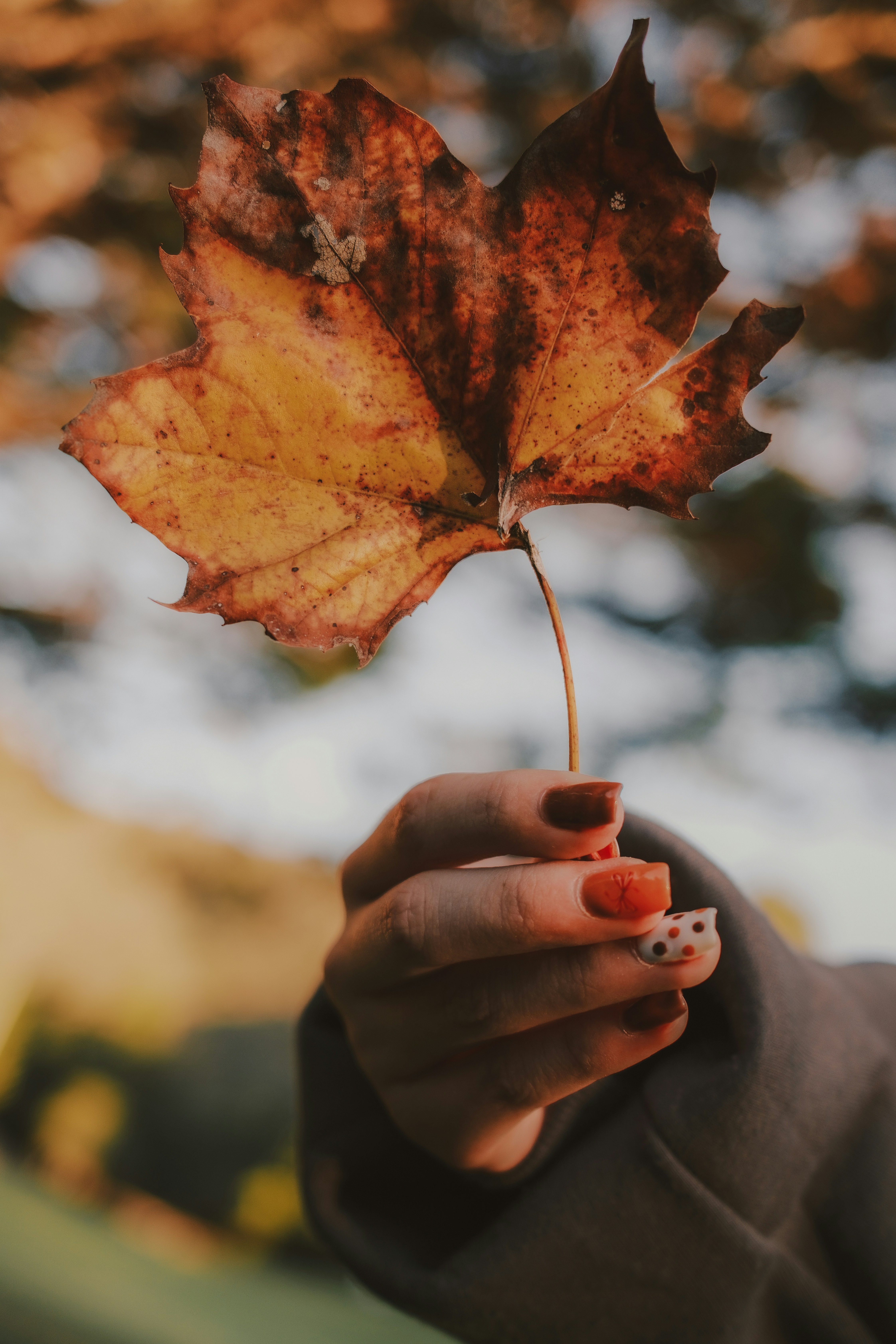 A hand holding a dried brown maple leaf against a blurred autumn background