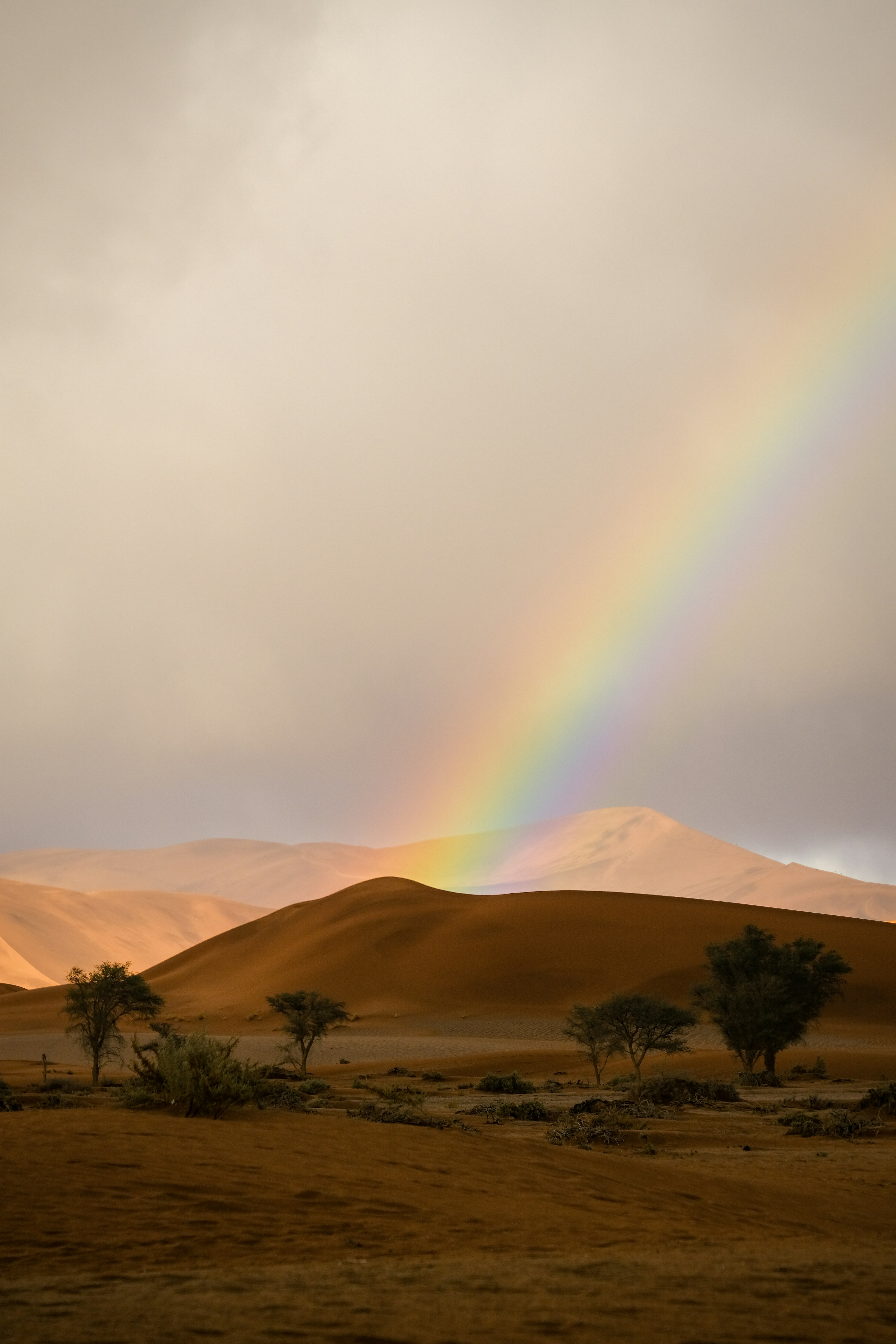 A rainbow arching over sand dunes and sparse trees in a desert landscape