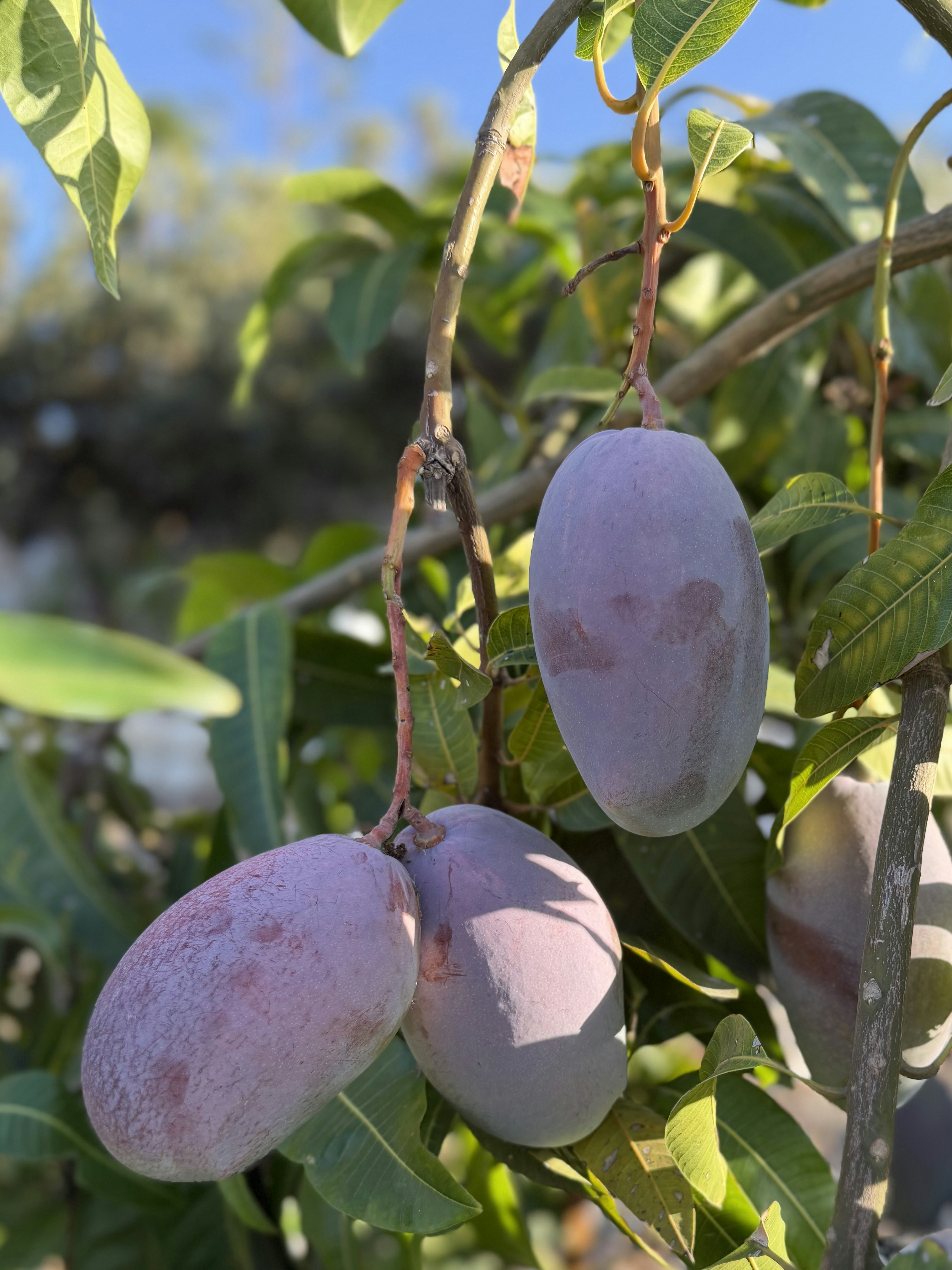 Three purple mangoes hanging from a branch with green leaves in sunlight