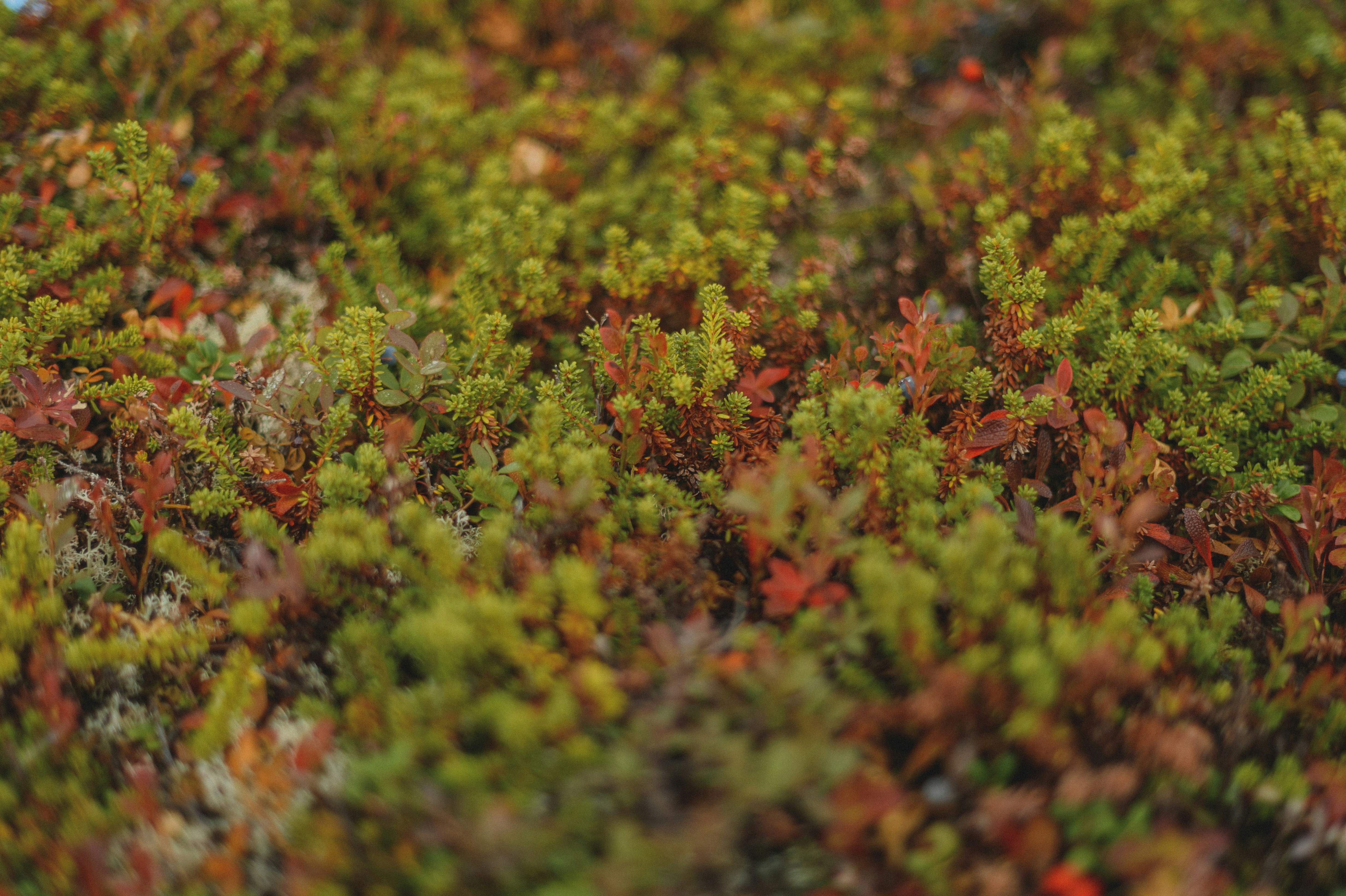 Low-growing tundra vegetation with green and orange leaves and small berries