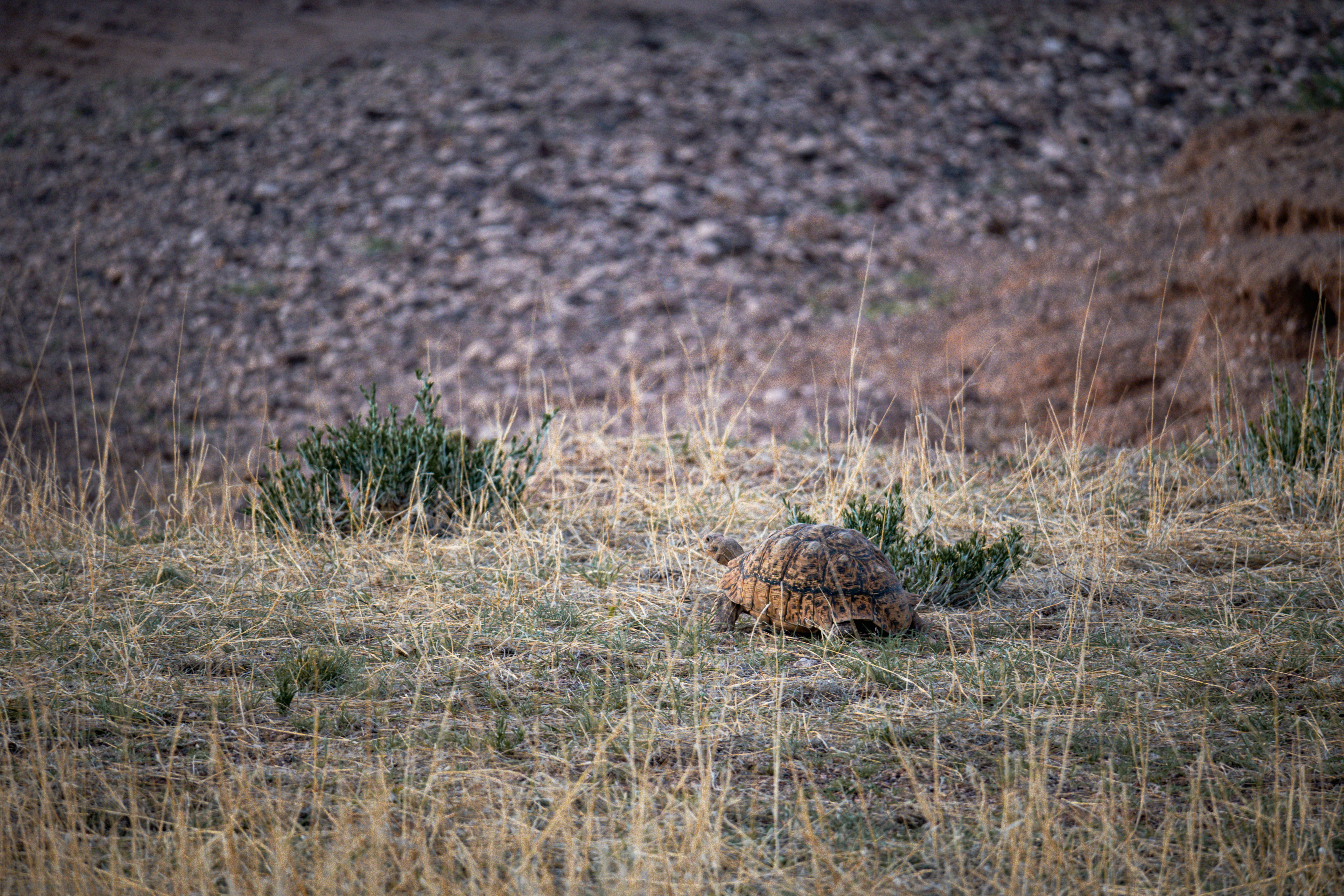 A leopard tortoise walking through dry grass on a rocky hillside
