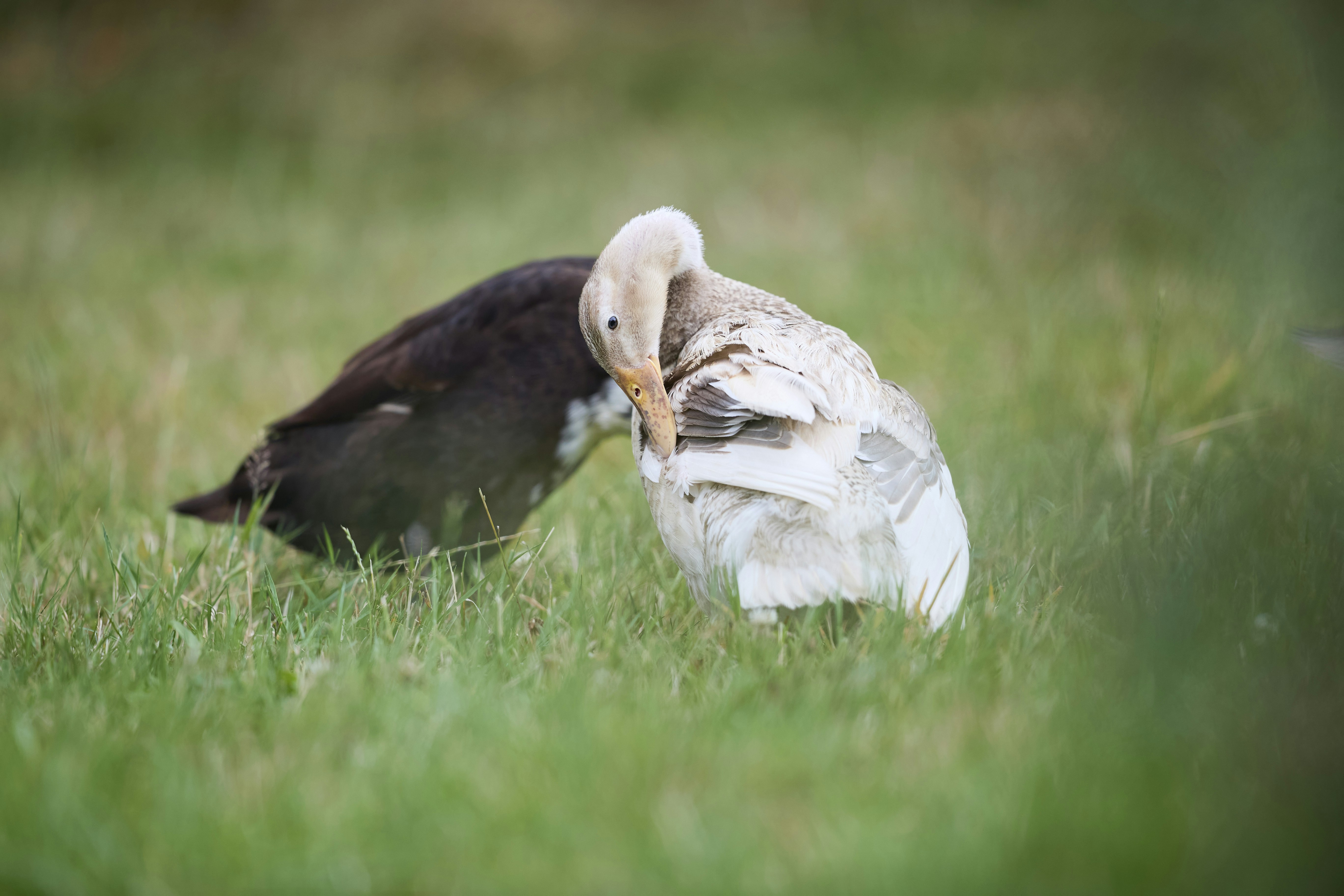 A light-colored duck preening its feathers in a green grassy field