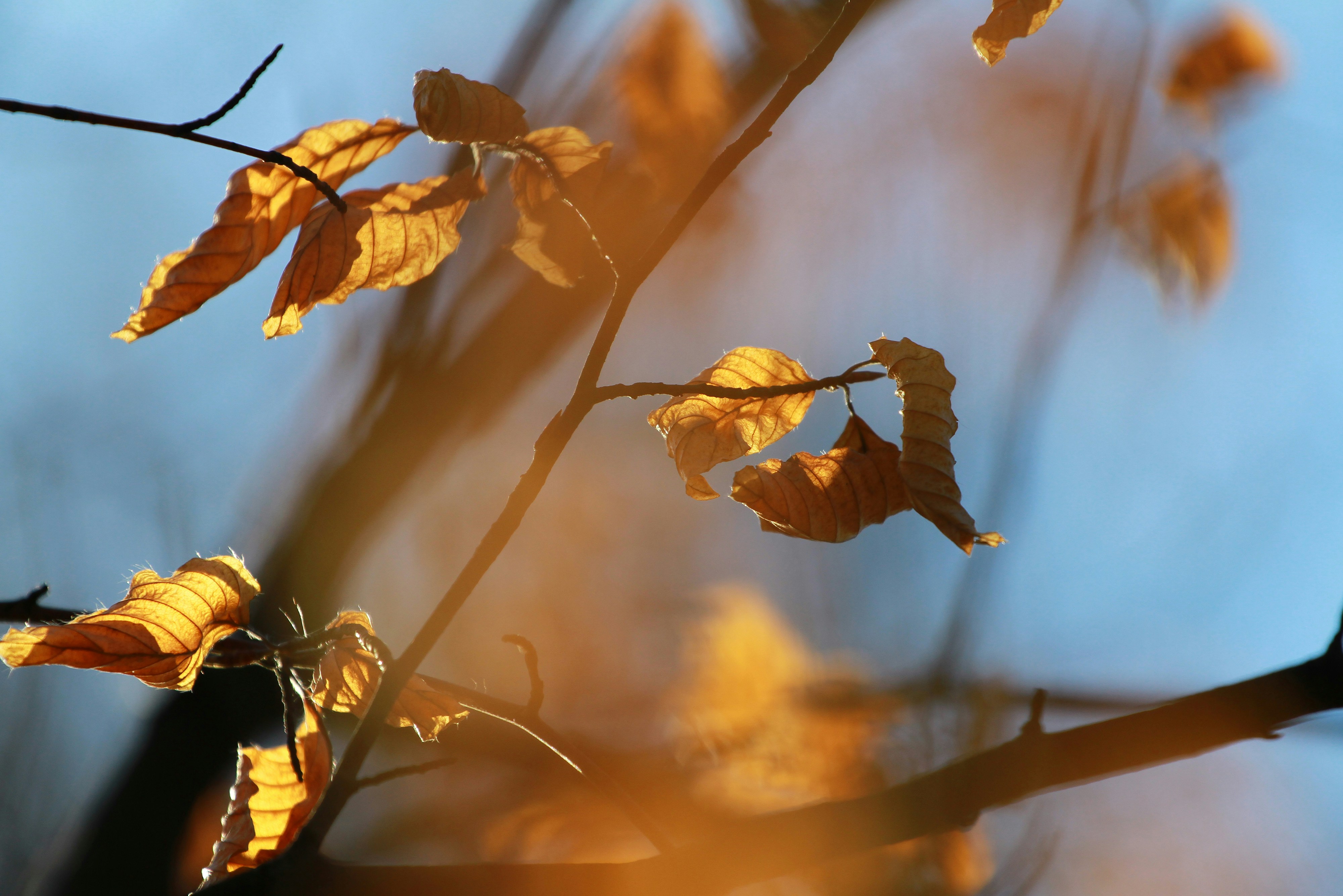 Golden Brown Autumn Leaves on Thin Branches Backlit by