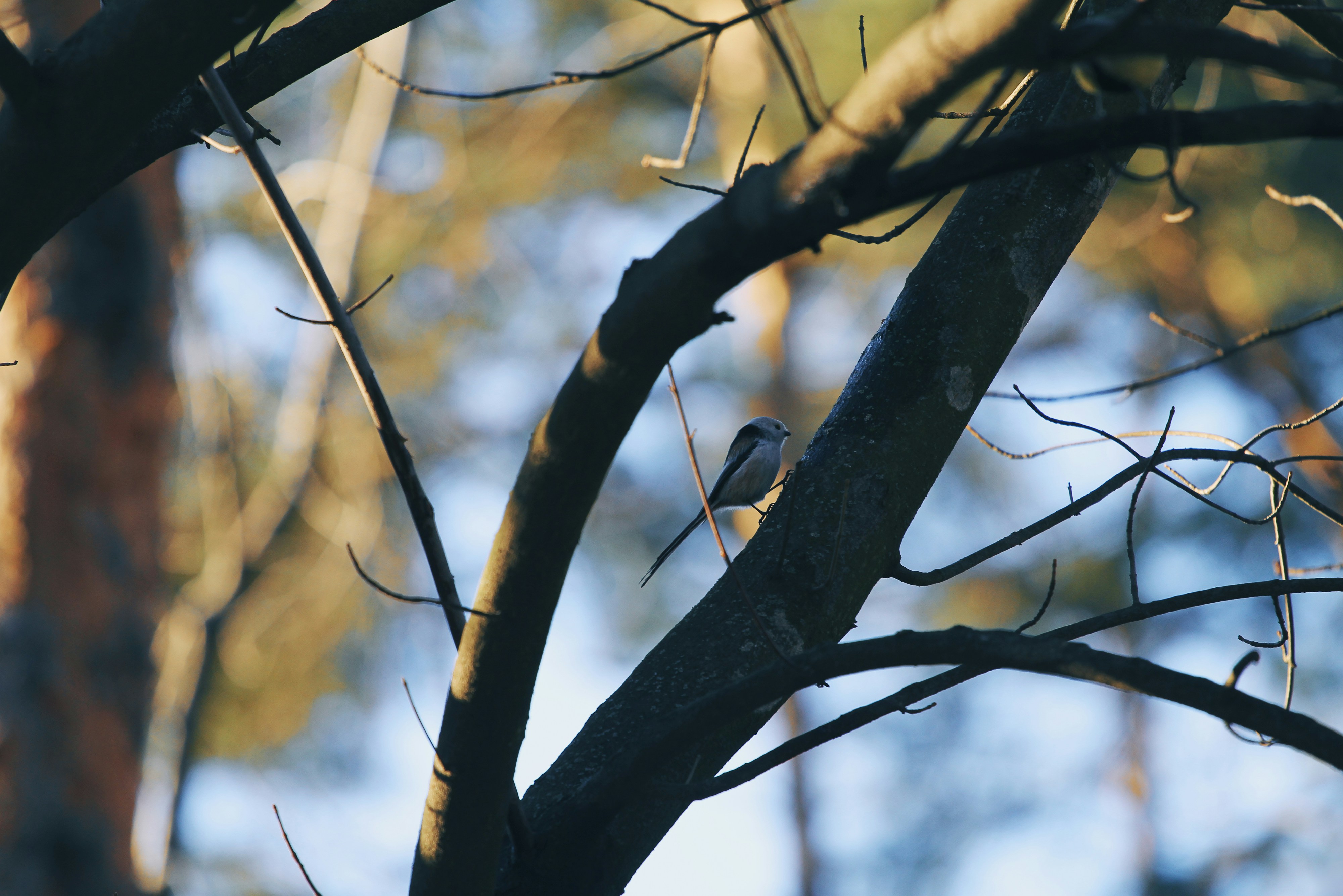 Long-tailed Tit Perched on a Tree Branch in Golden