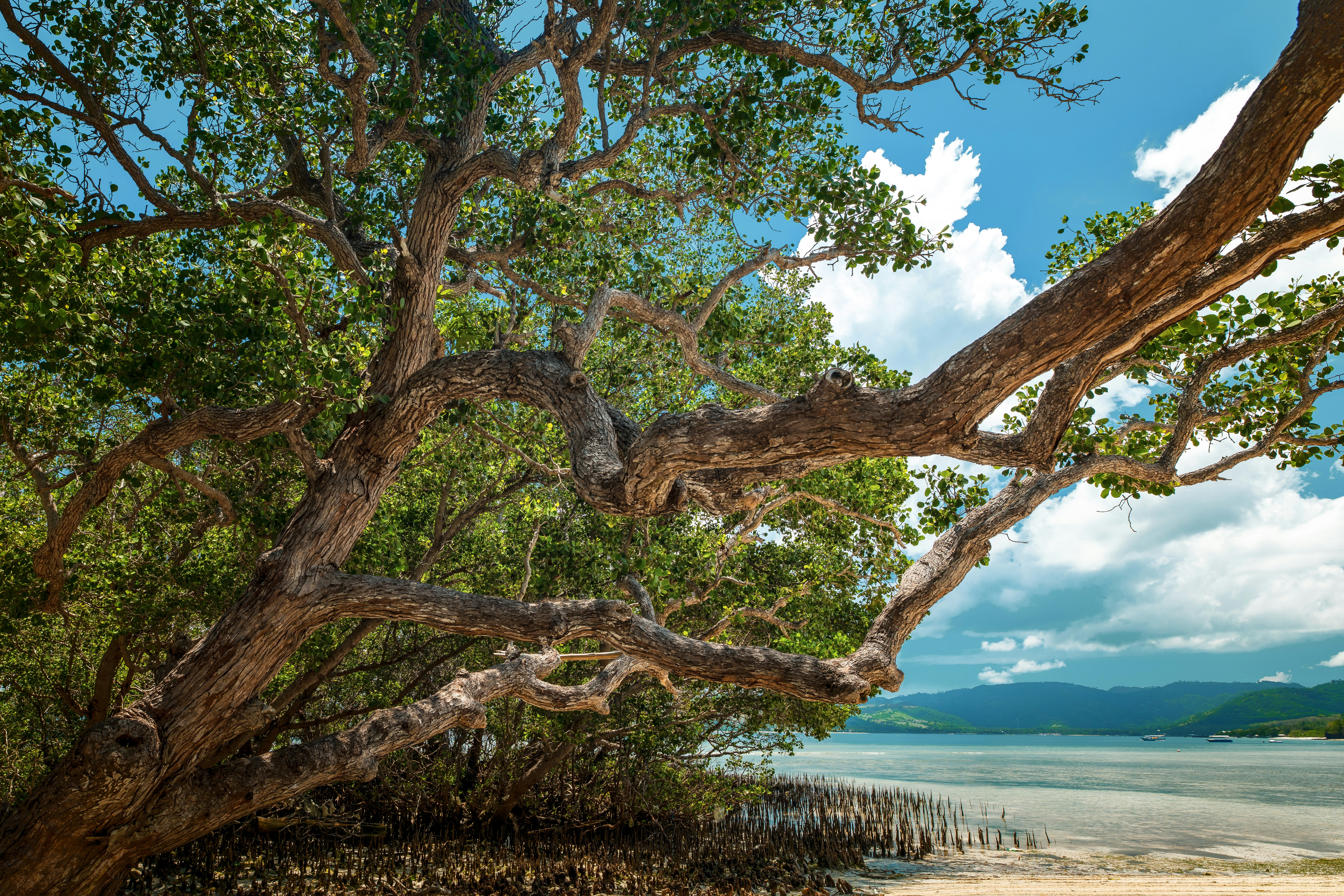 A large gnarled mangrove tree with green leaves on a sandy tropical beach