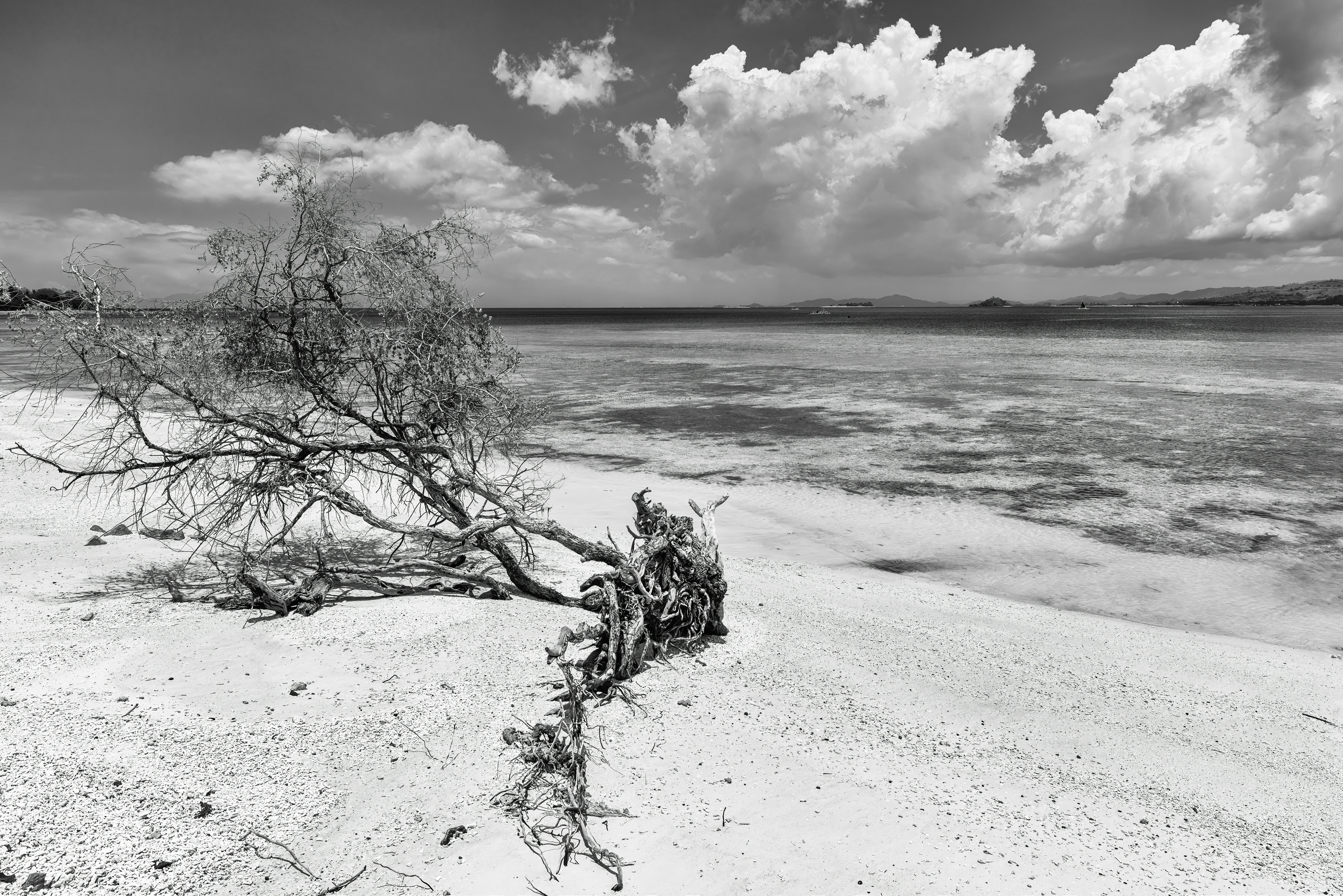 A fallen tree on a sandy beach under a cloudy sky