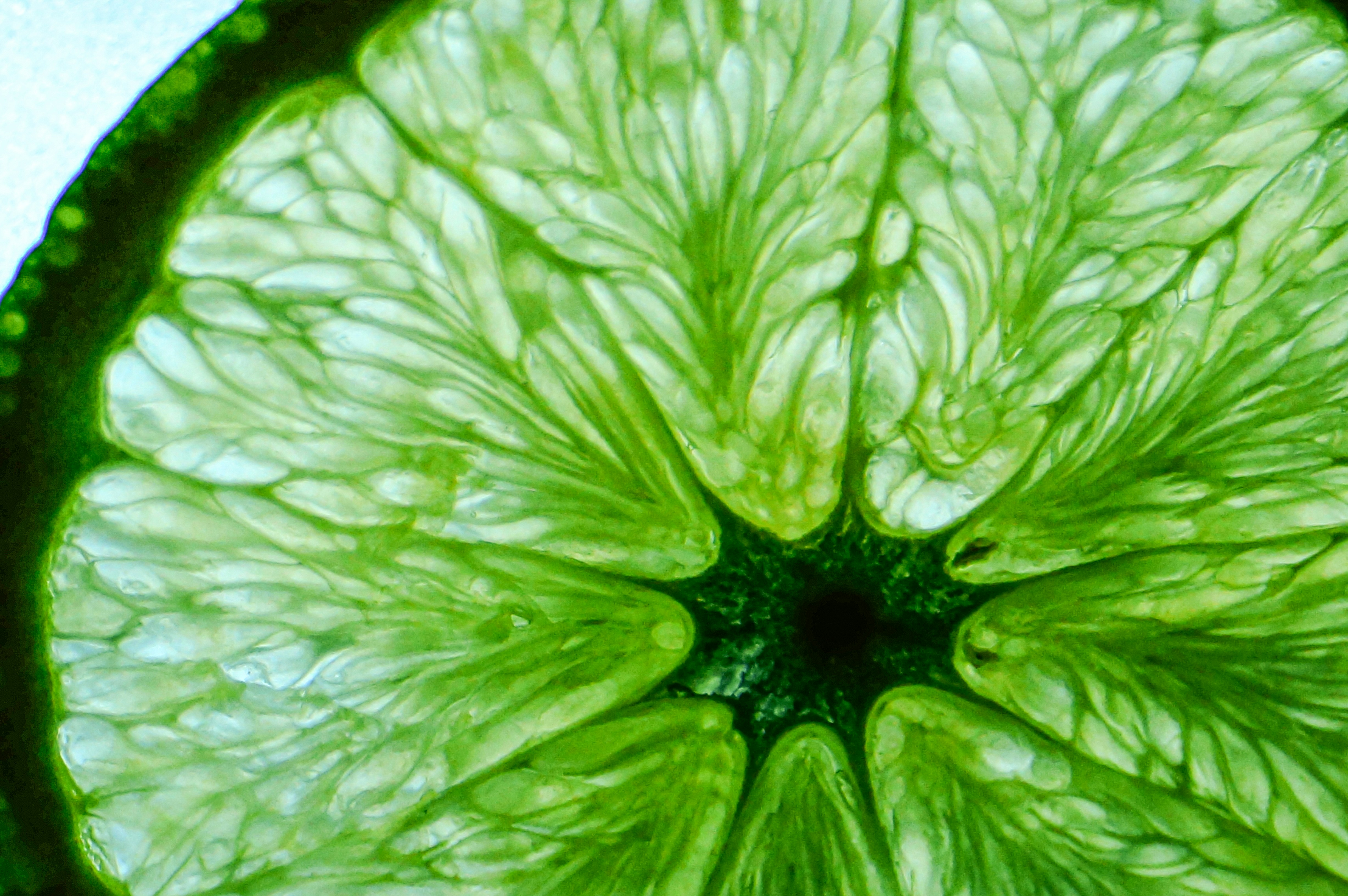 A macro view of a translucent green lime slice with visible pulp segments