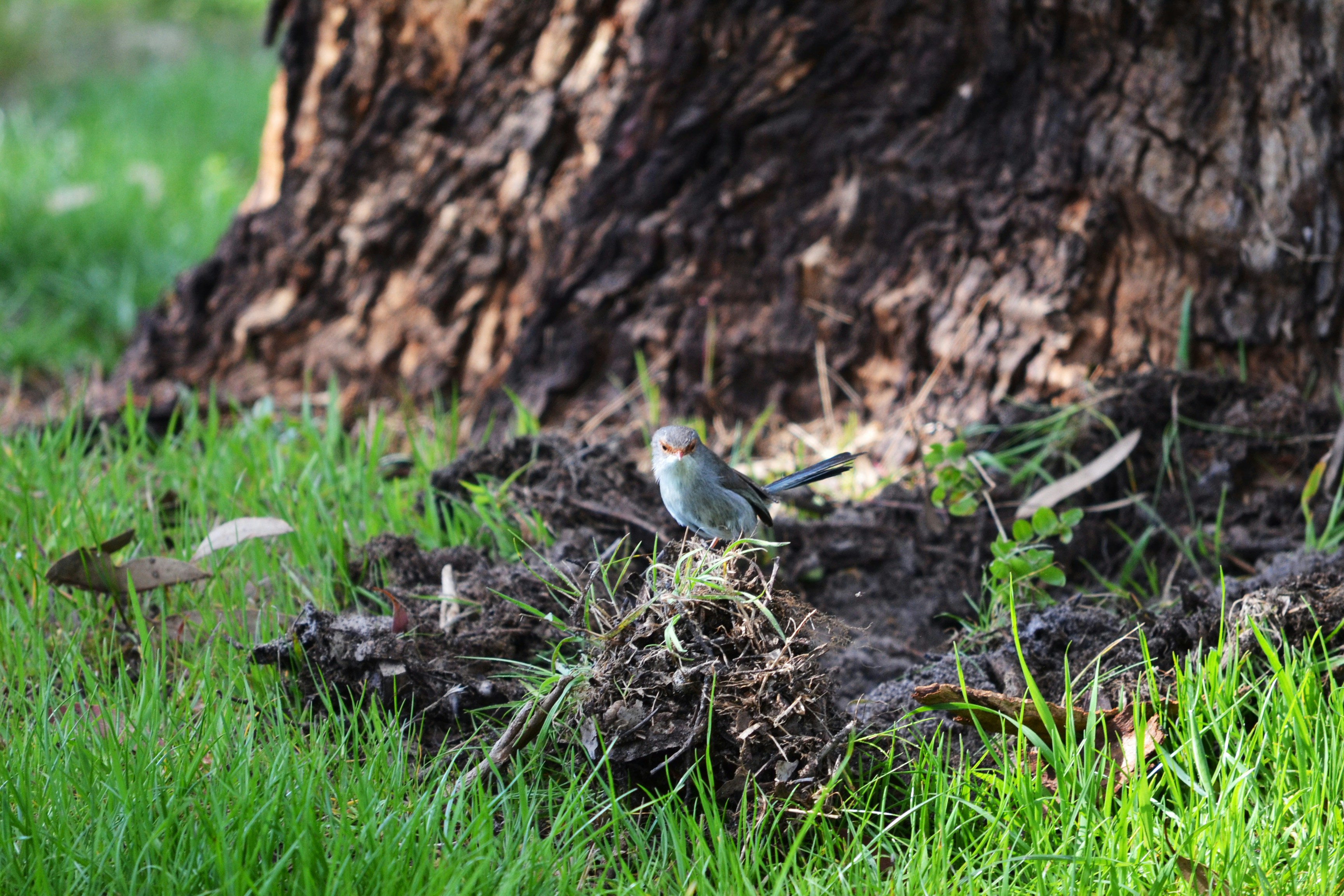 A small grey bird perched on a mound of dirt near a tree trunk