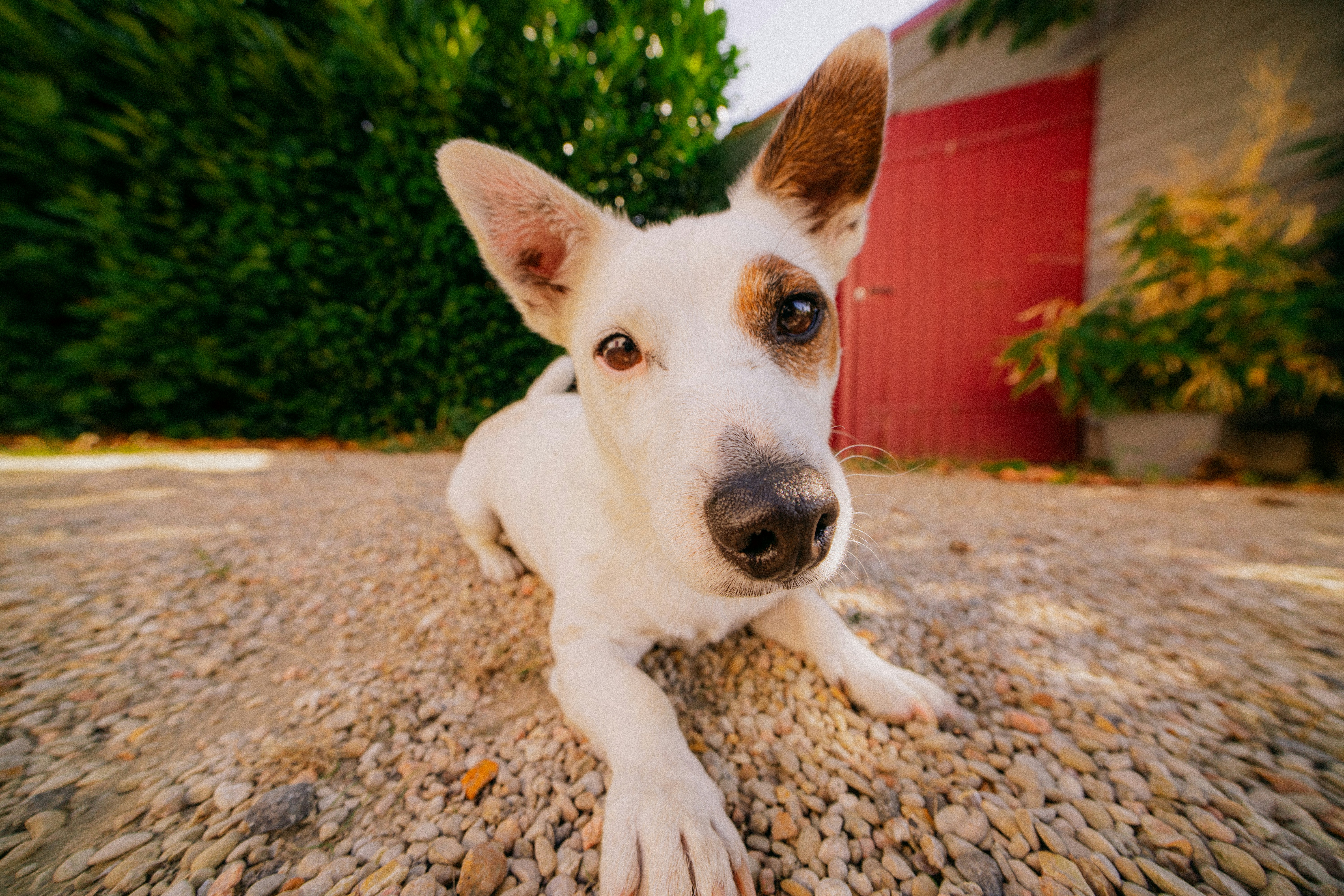 Un cane bianco con chiazze marroni sulle orecchie disteso su un vialetto di ghiaia
