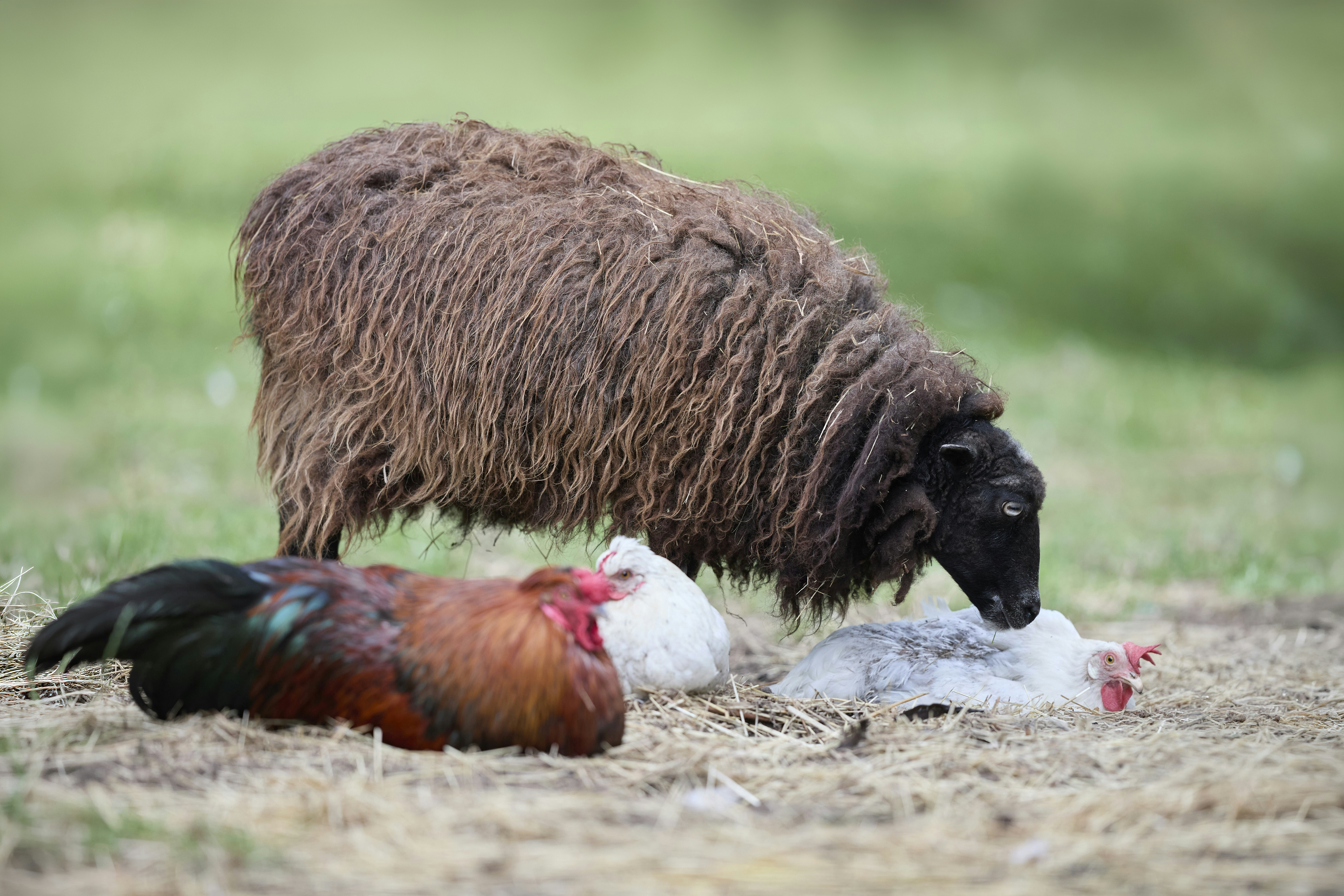 Brown Sheep and Three Chickens Resting on Straw in a