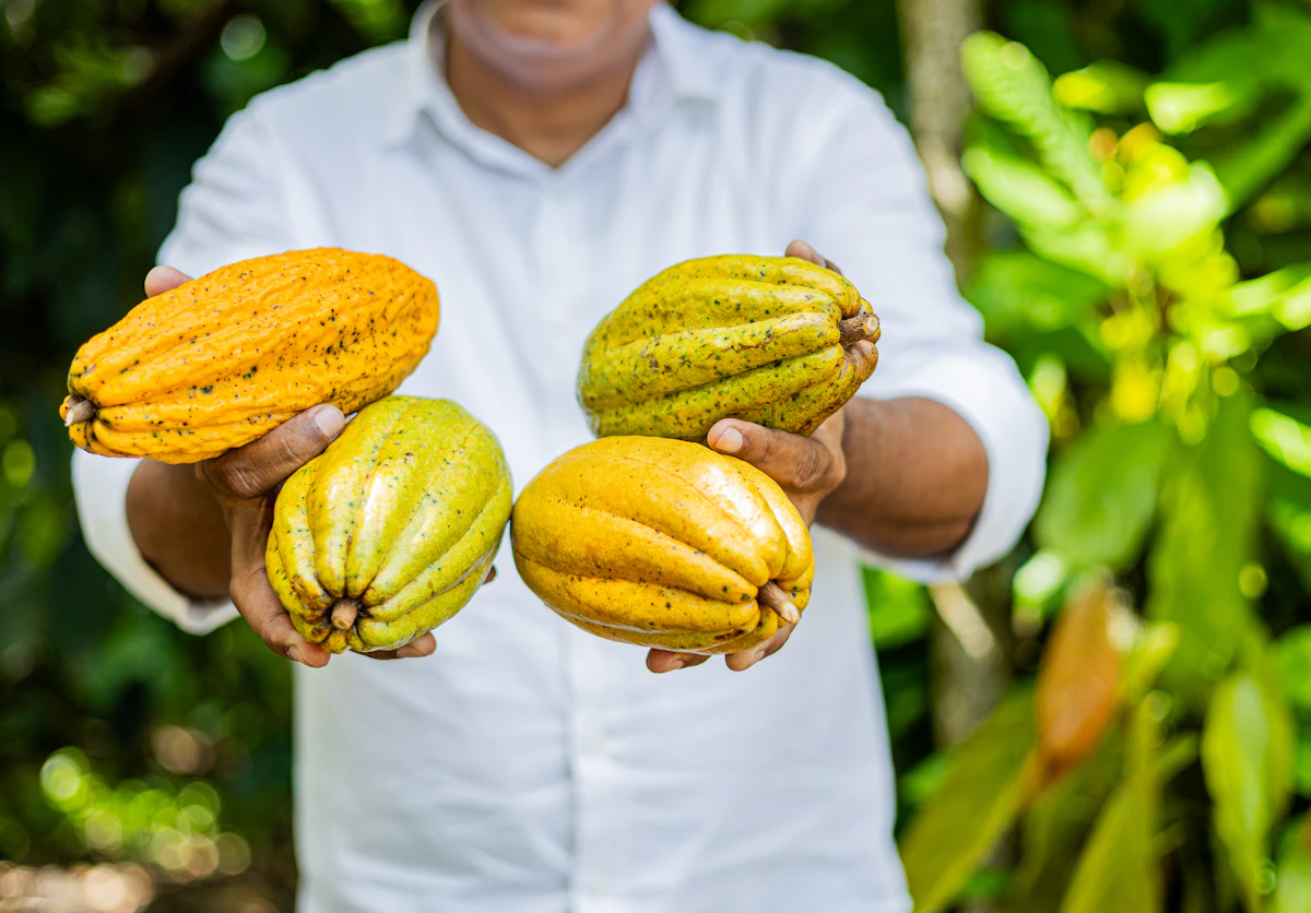 Plantations de cacao