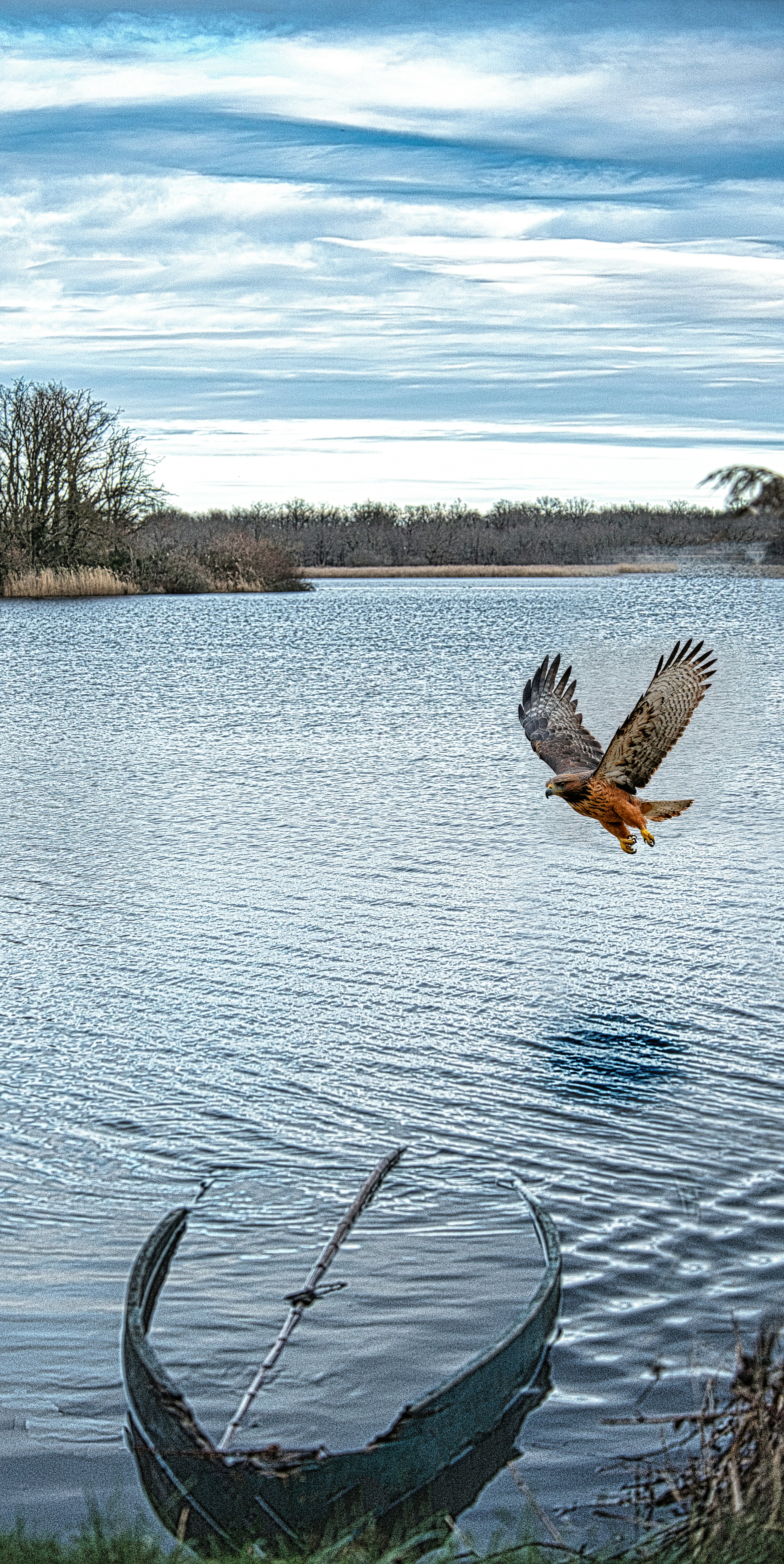 Un halcón volando sobre un lago con un bote parcialmente sumergido en primer plano