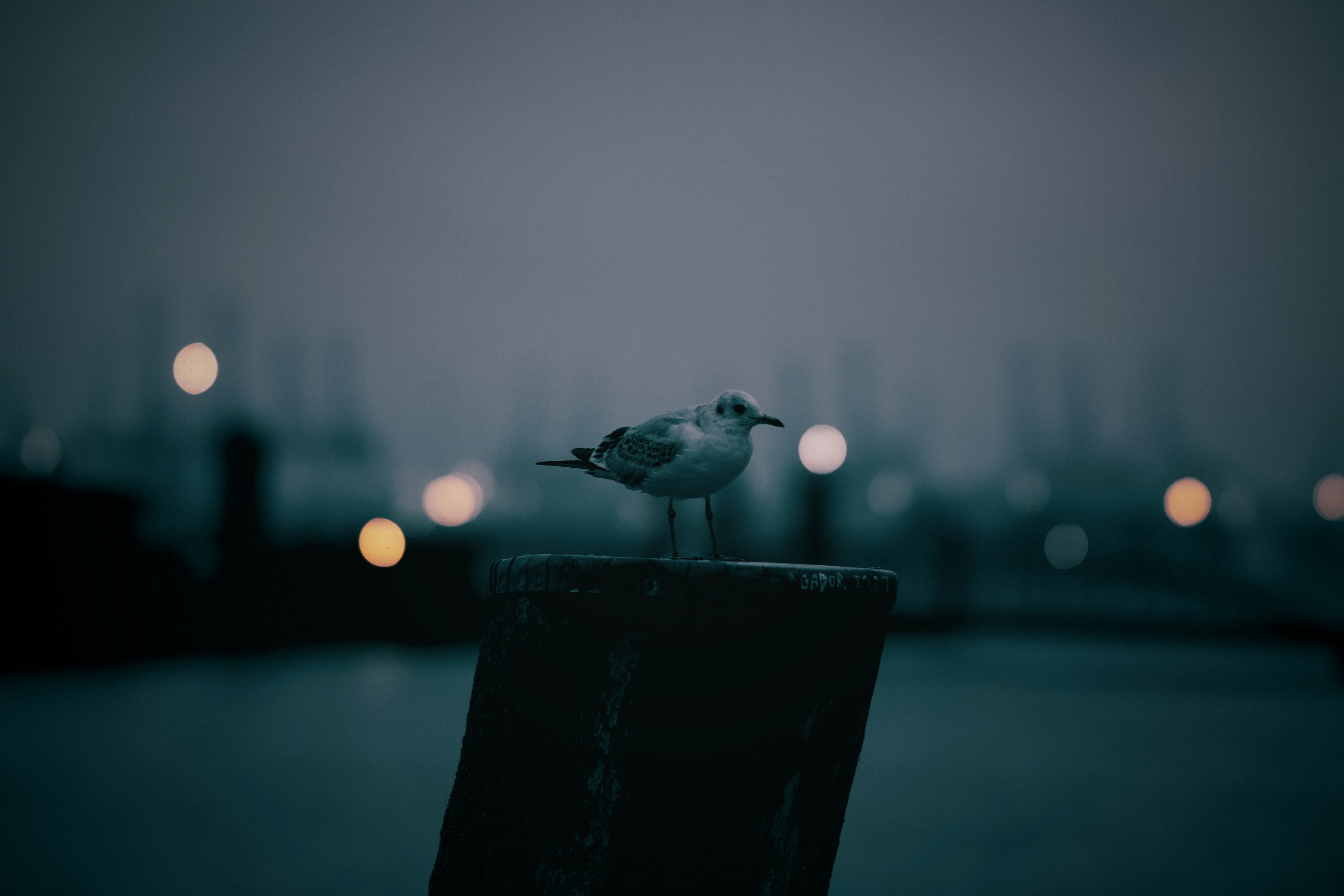 A seagull perched on a wooden piling against a dark, misty harbor background