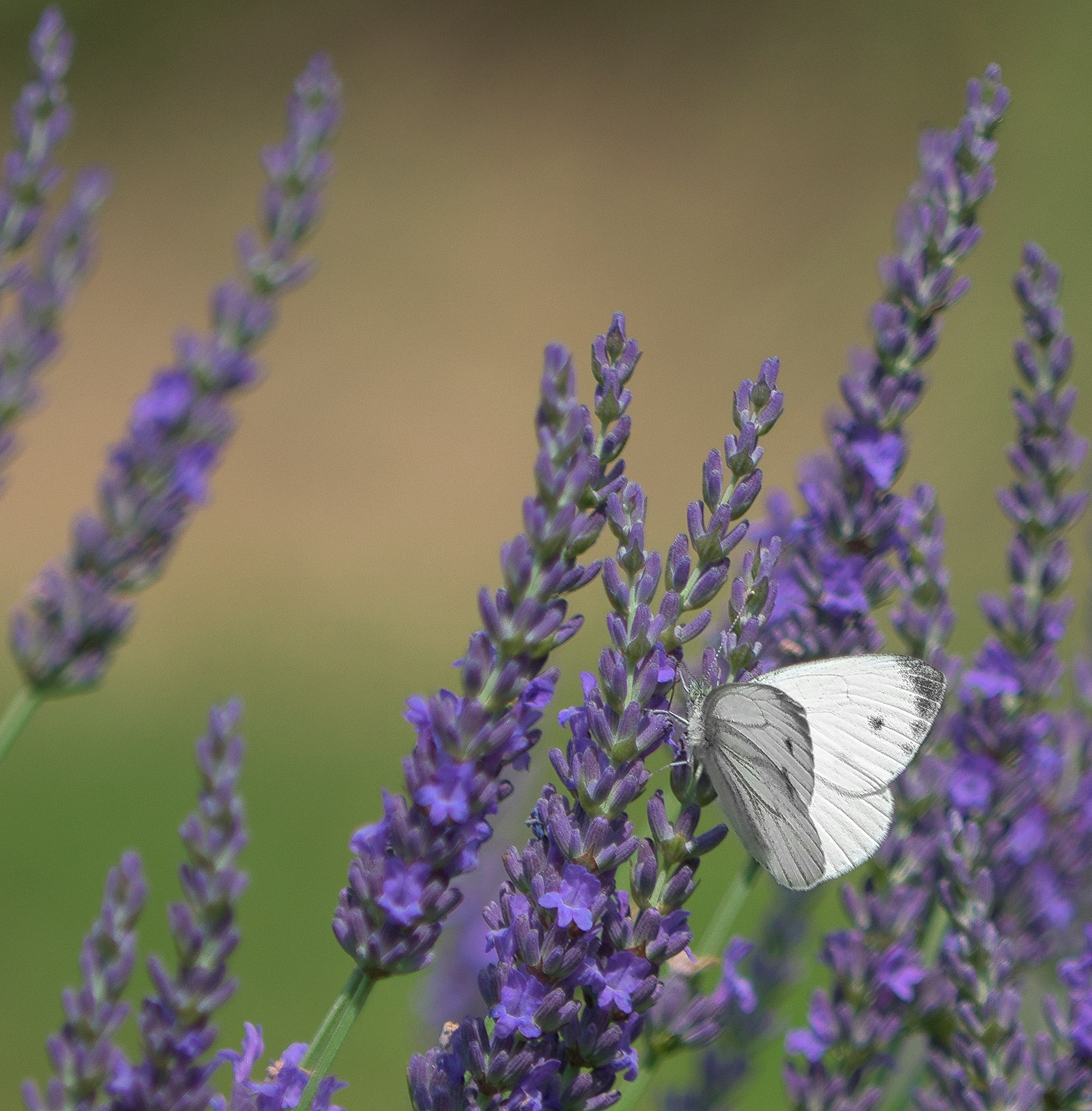 Una mariposa blanca posada en una flor lavanda morada en un jardín