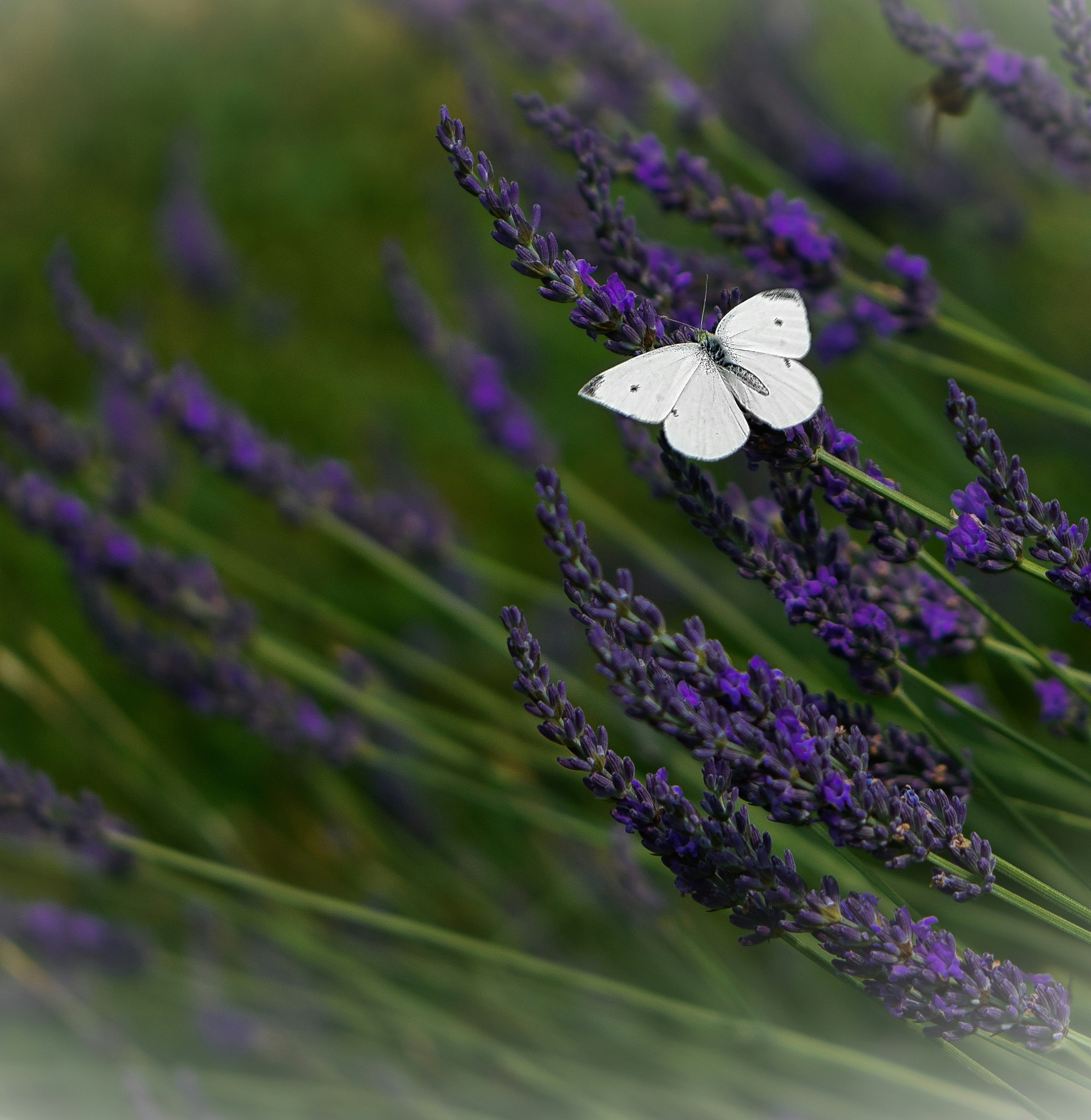Una mariposa blanca descansando sobre una flor lavanda morada en un campo