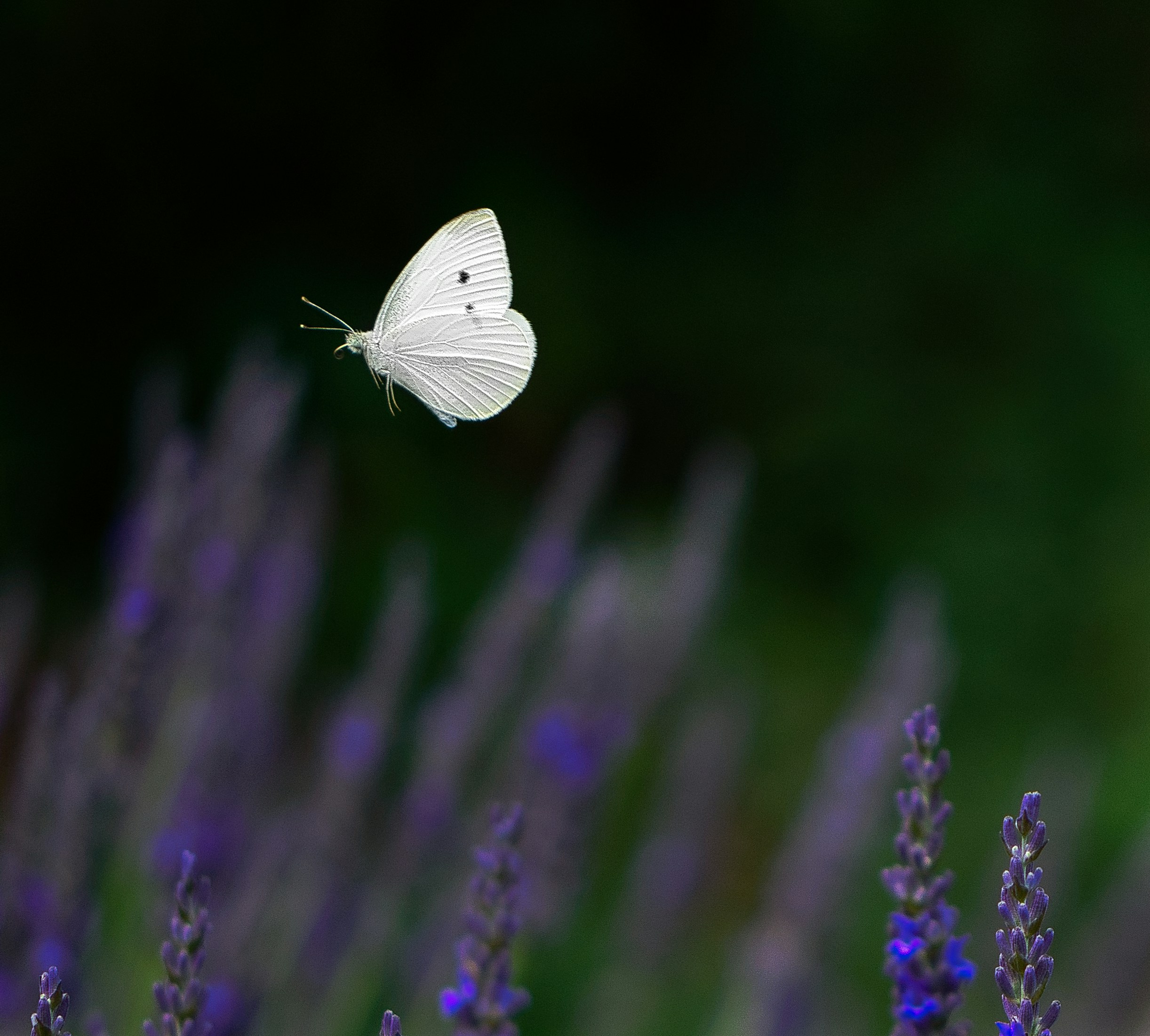 Una mariposa blanca volando sobre un campo de flores lavanda moradas