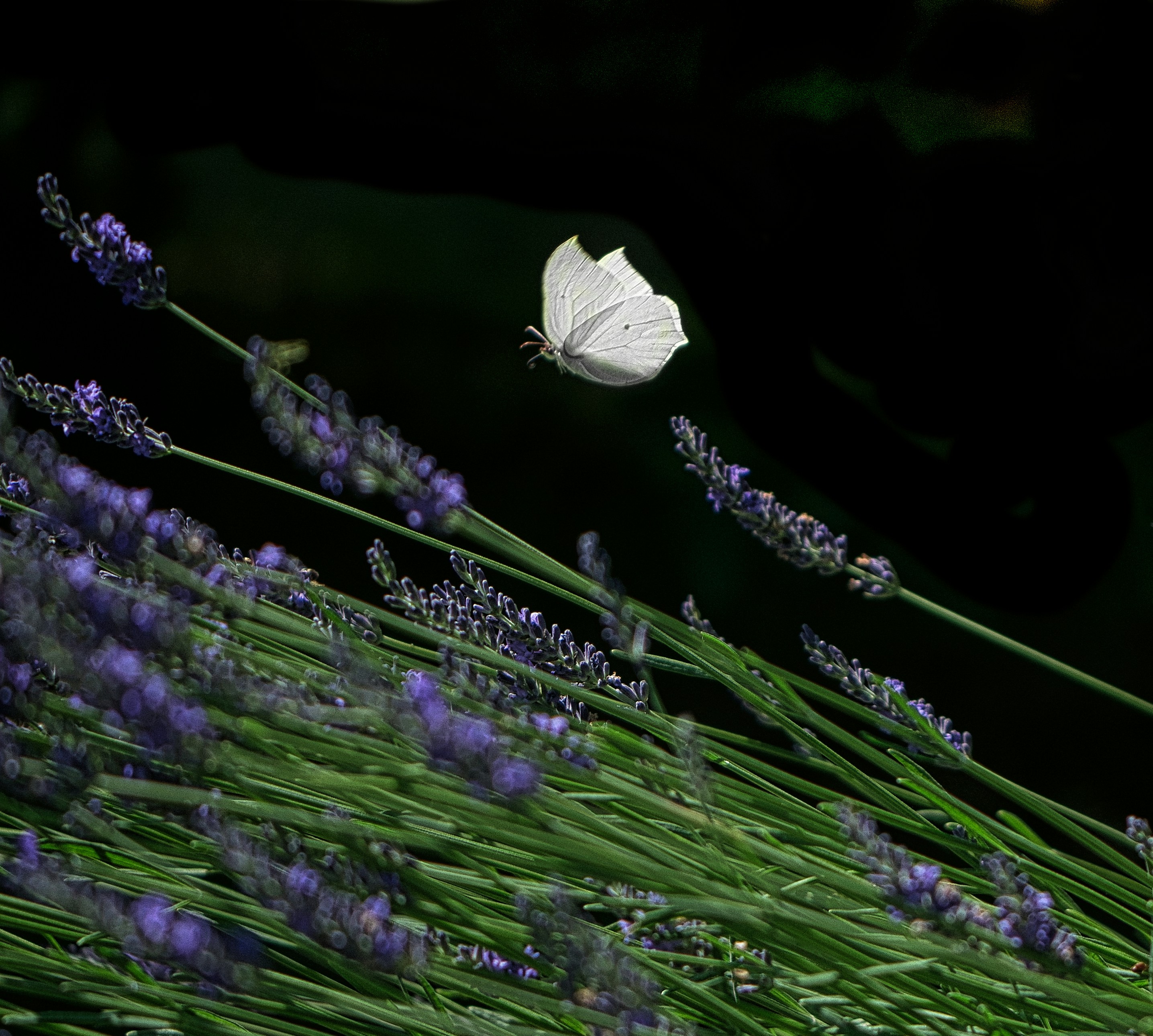 Una mariposa blanca volando sobre tallos lavanda morado sobre un fondo oscuro