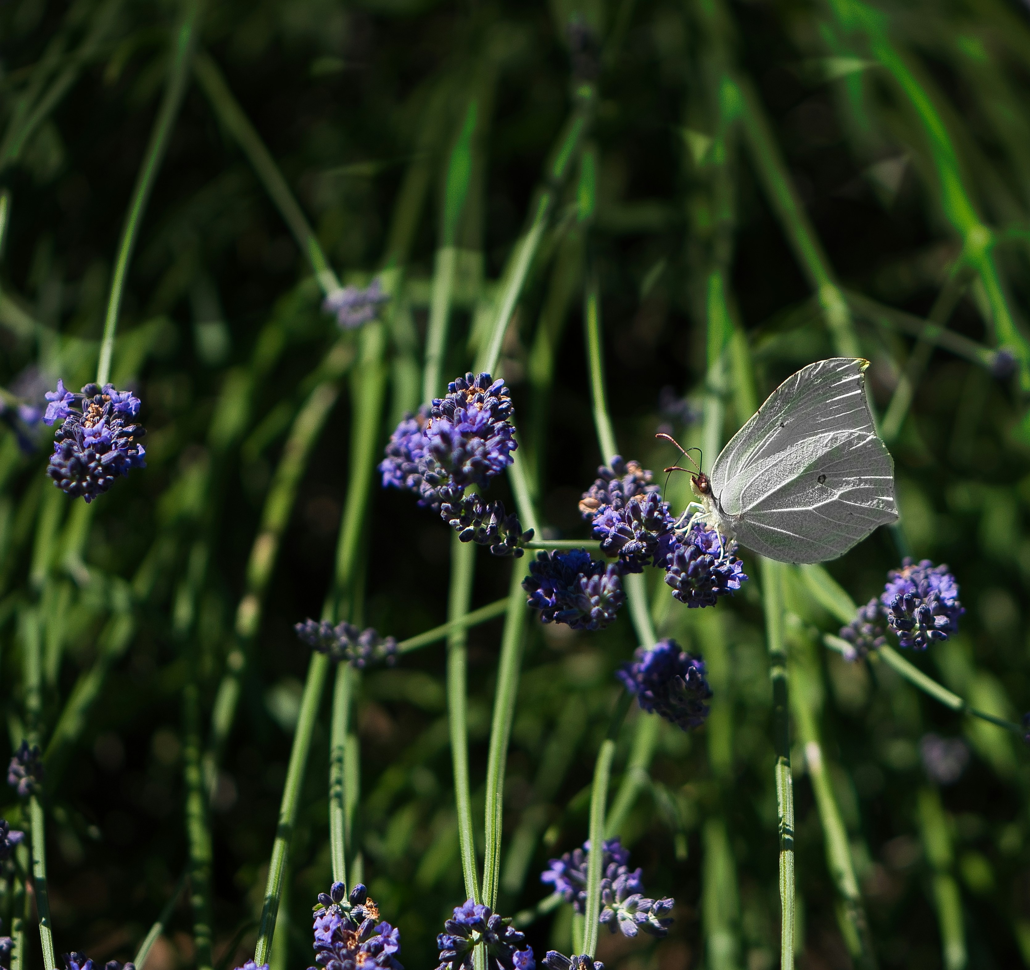Una mariposa blanca posada en una flor lavanda morada en un jardín