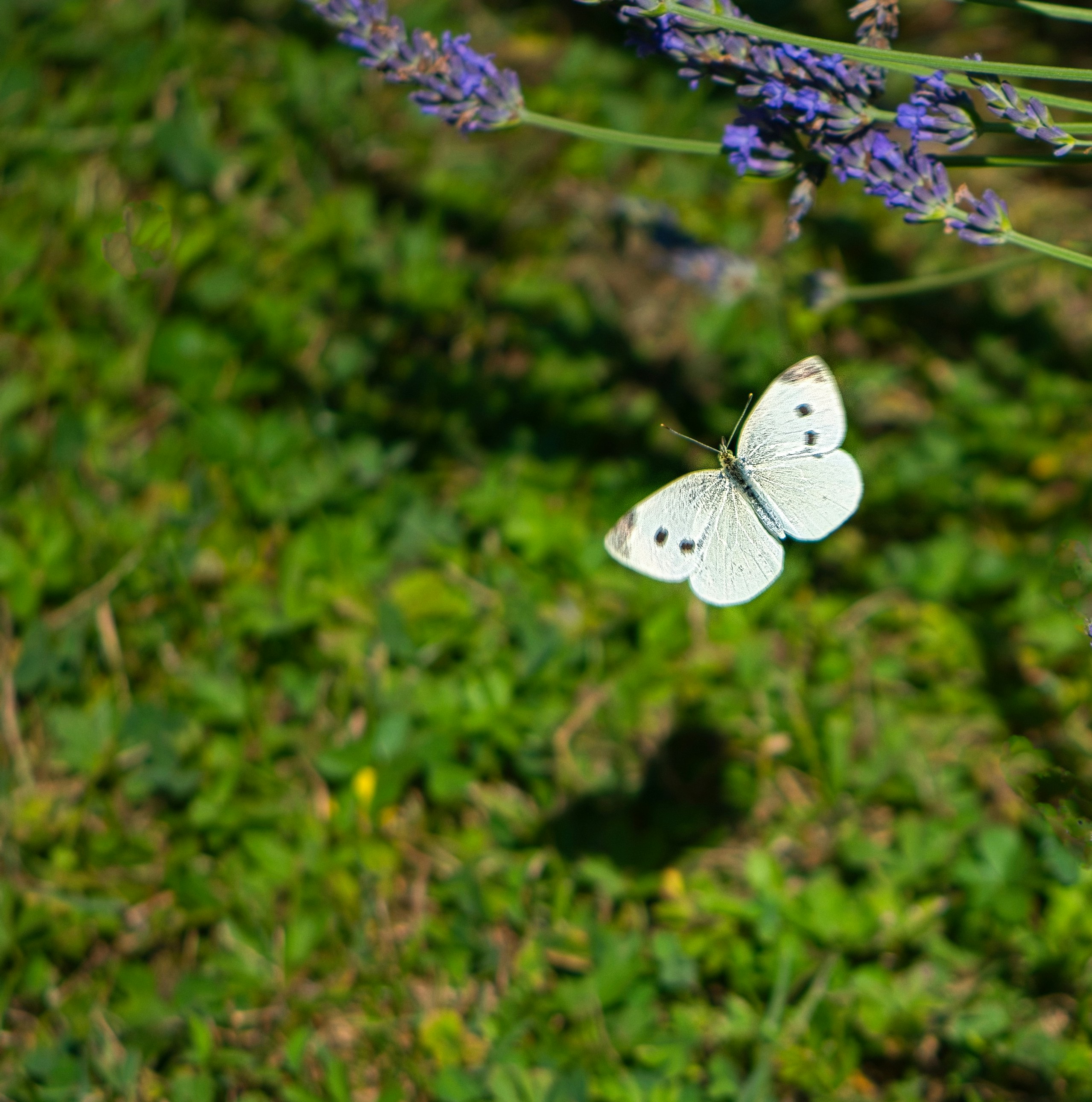 Una mariposa blanca volando cerca de flores lavanda moradas sobre un campo verde de hierba