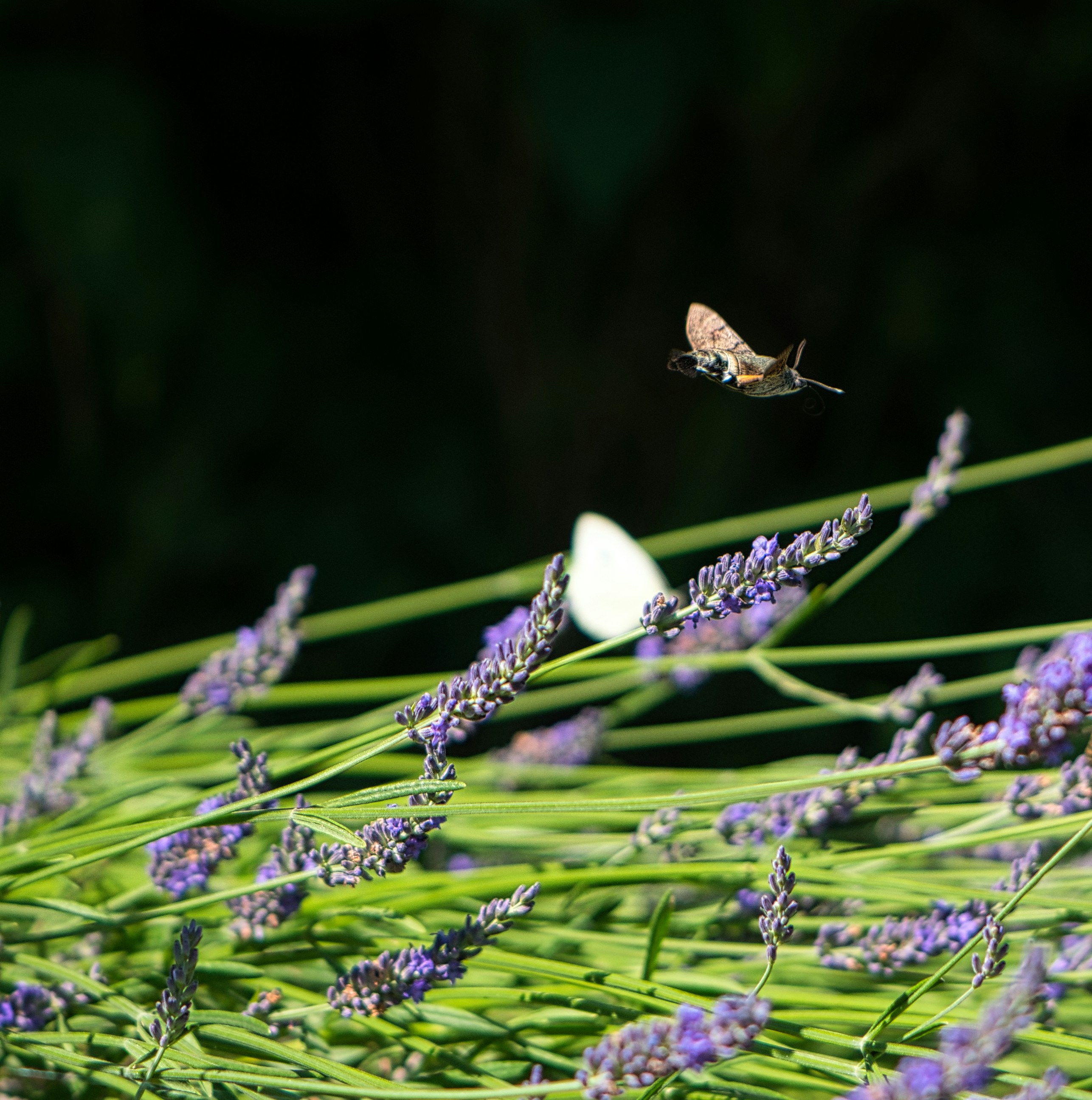 Un colibrí hawk-polilla flotando sobre flores lavanda moradas en un jardín