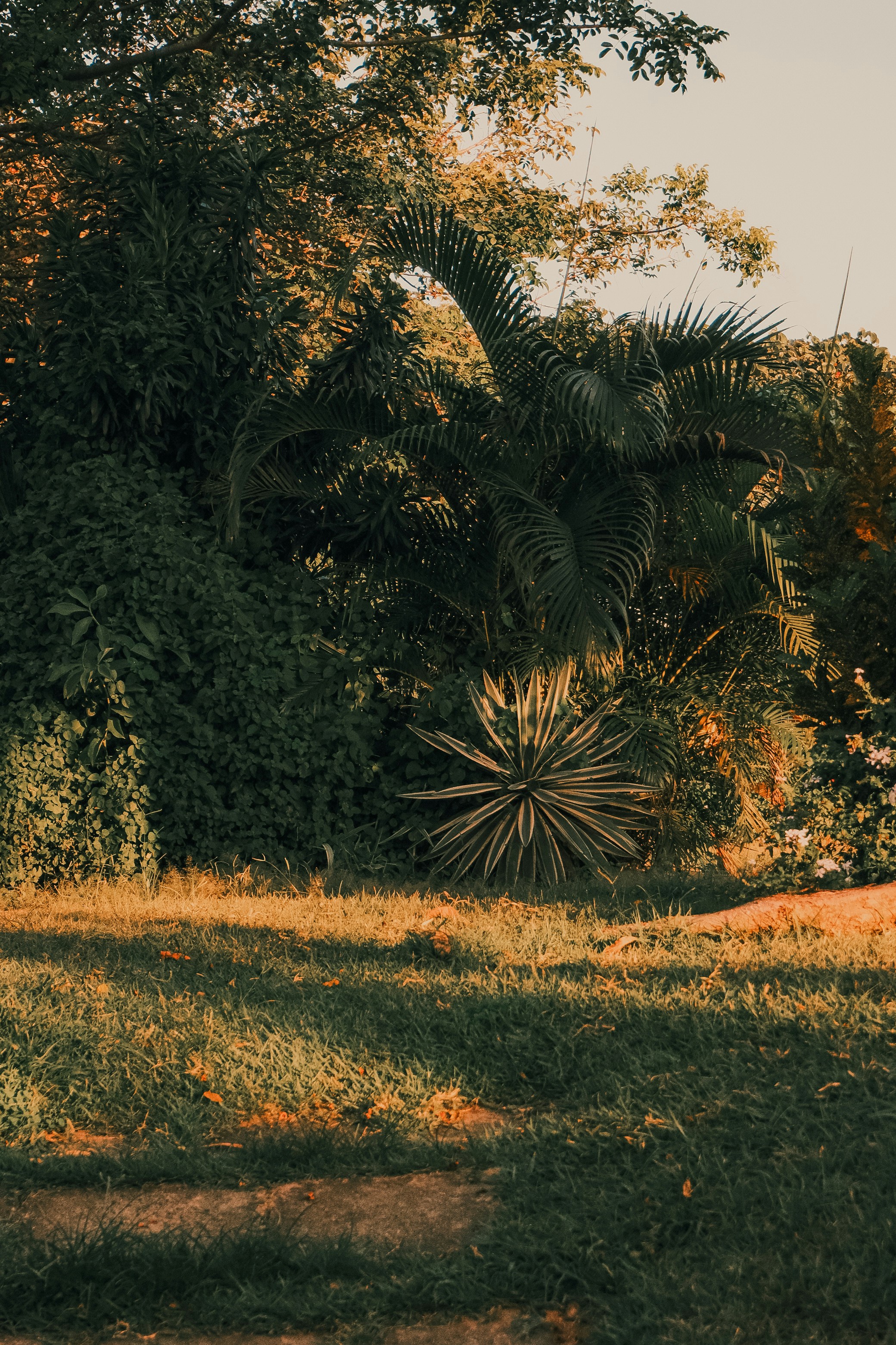 Una pianta di agave spinosa davanti a palme rigogliosi e fogliame fitto