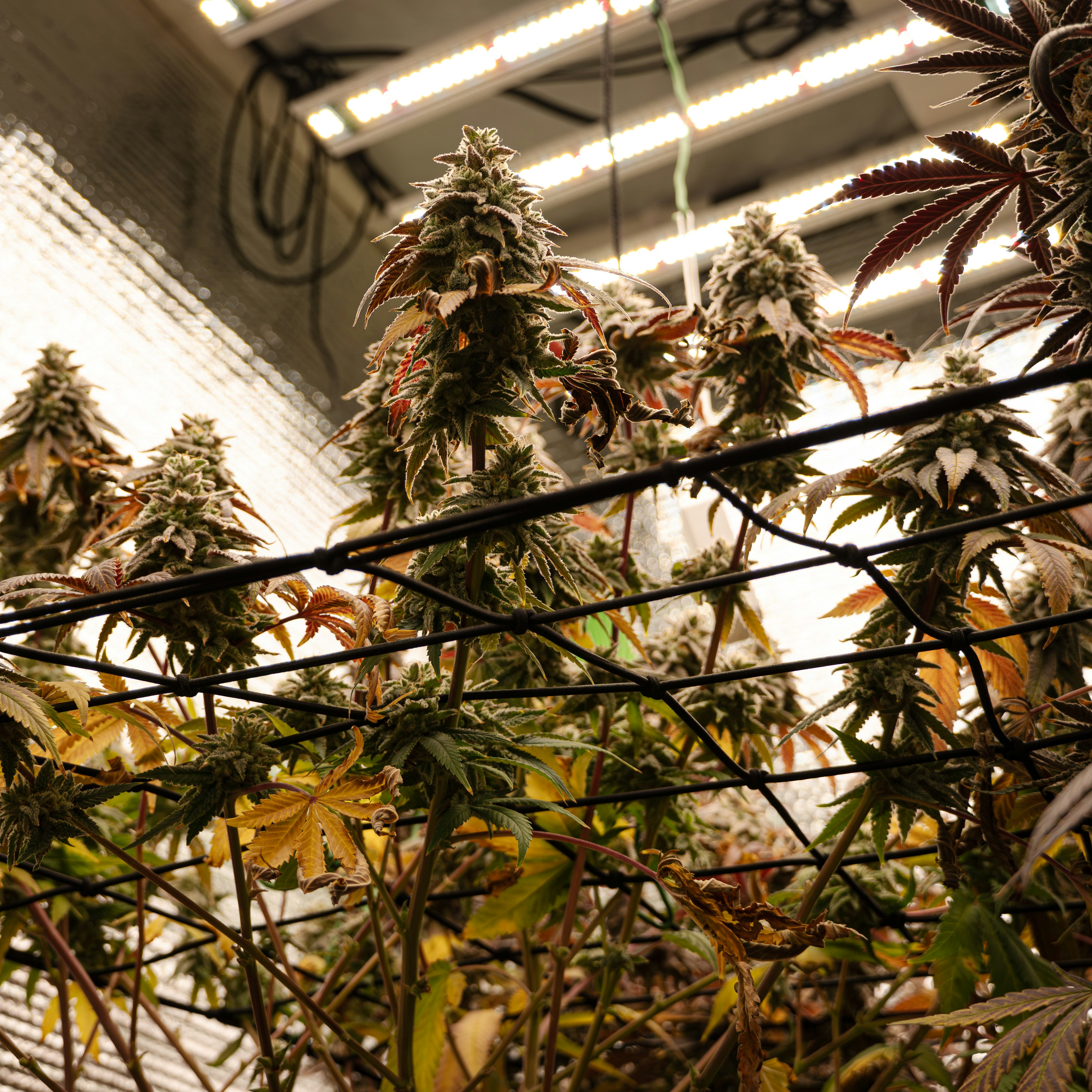 Cannabis plants growing through a black trellis net under bright indoor LED lights